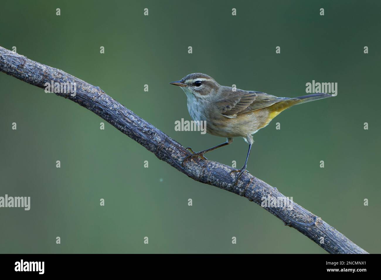 A Palm Warbler perching on tree branch Stock Photo