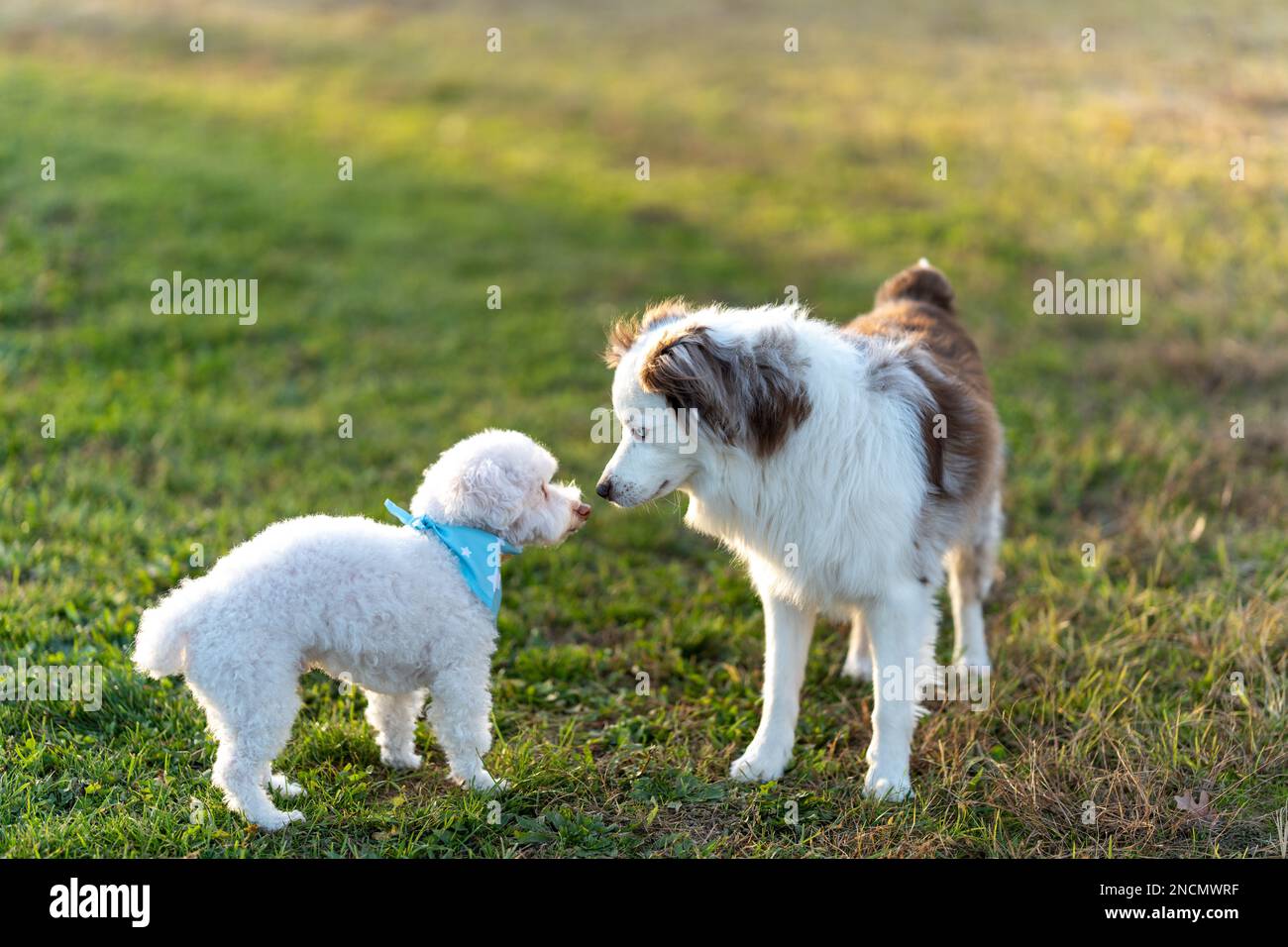 Jaw Dropping You Wont Believe This Australian Shepherd Poodle Mix For Sale - rw909oe