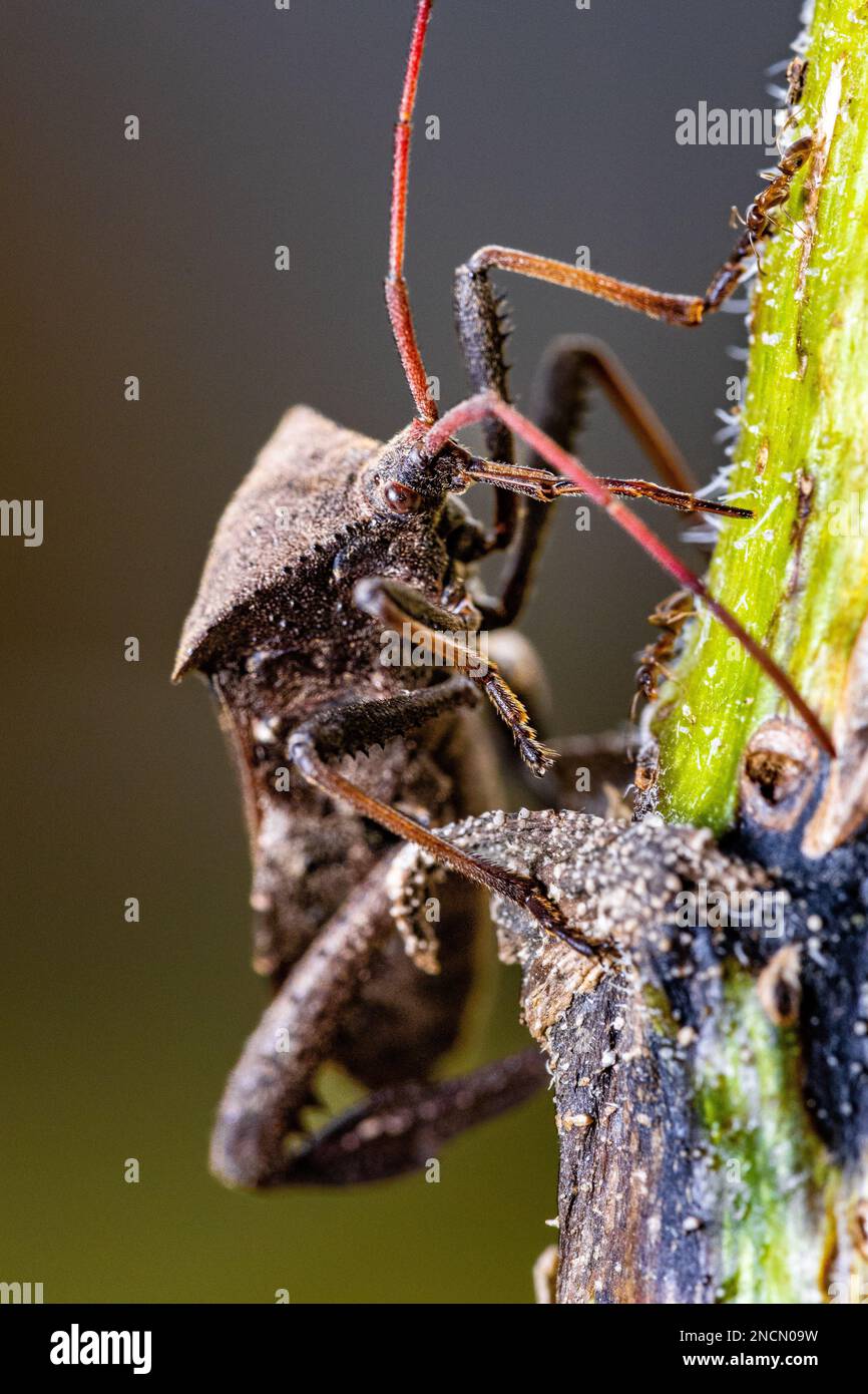 A flying stink bug hi-res stock photography and images - Alamy