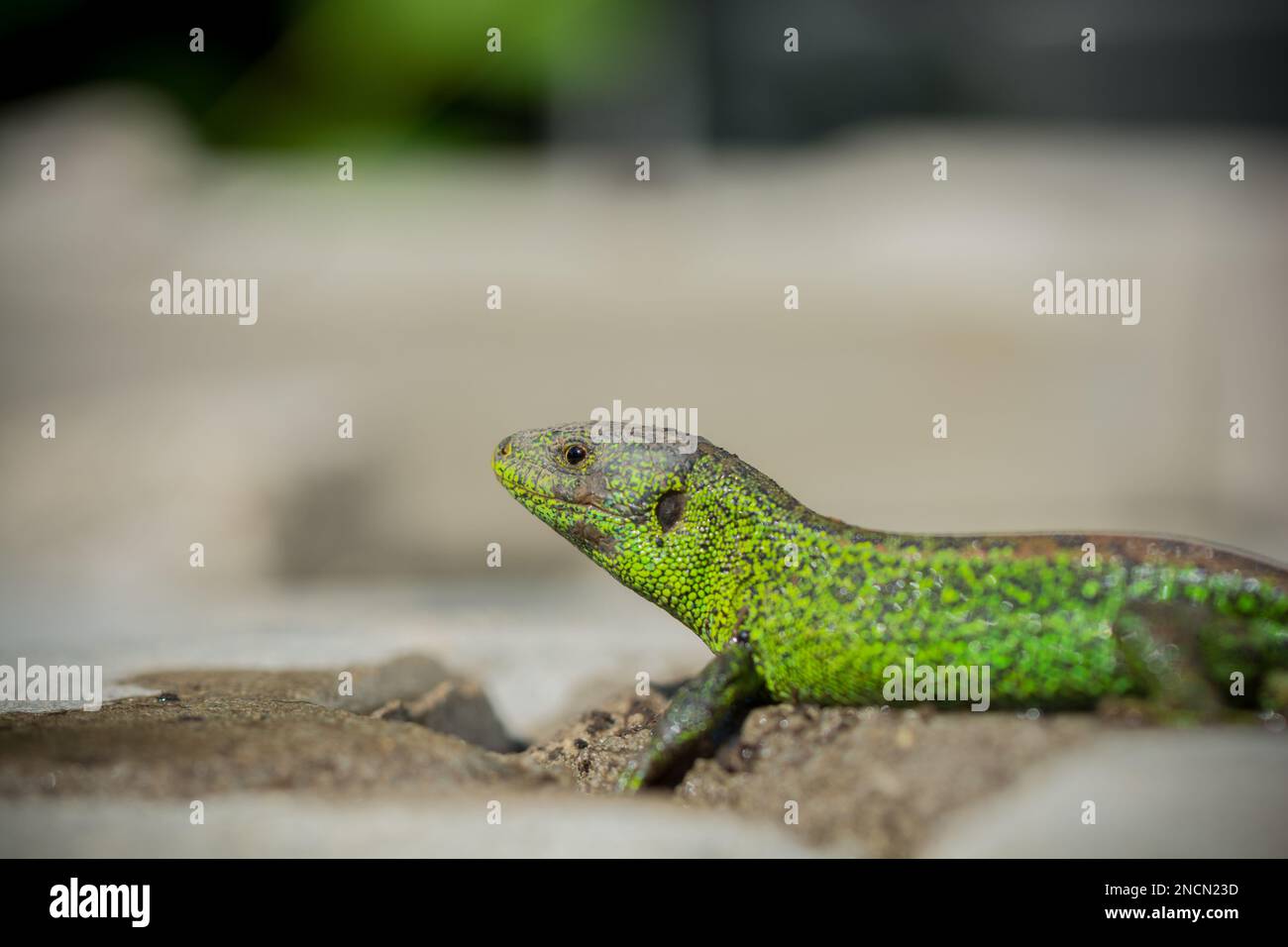 A side view portrait of a Sand lizard Reptile crawling with blur