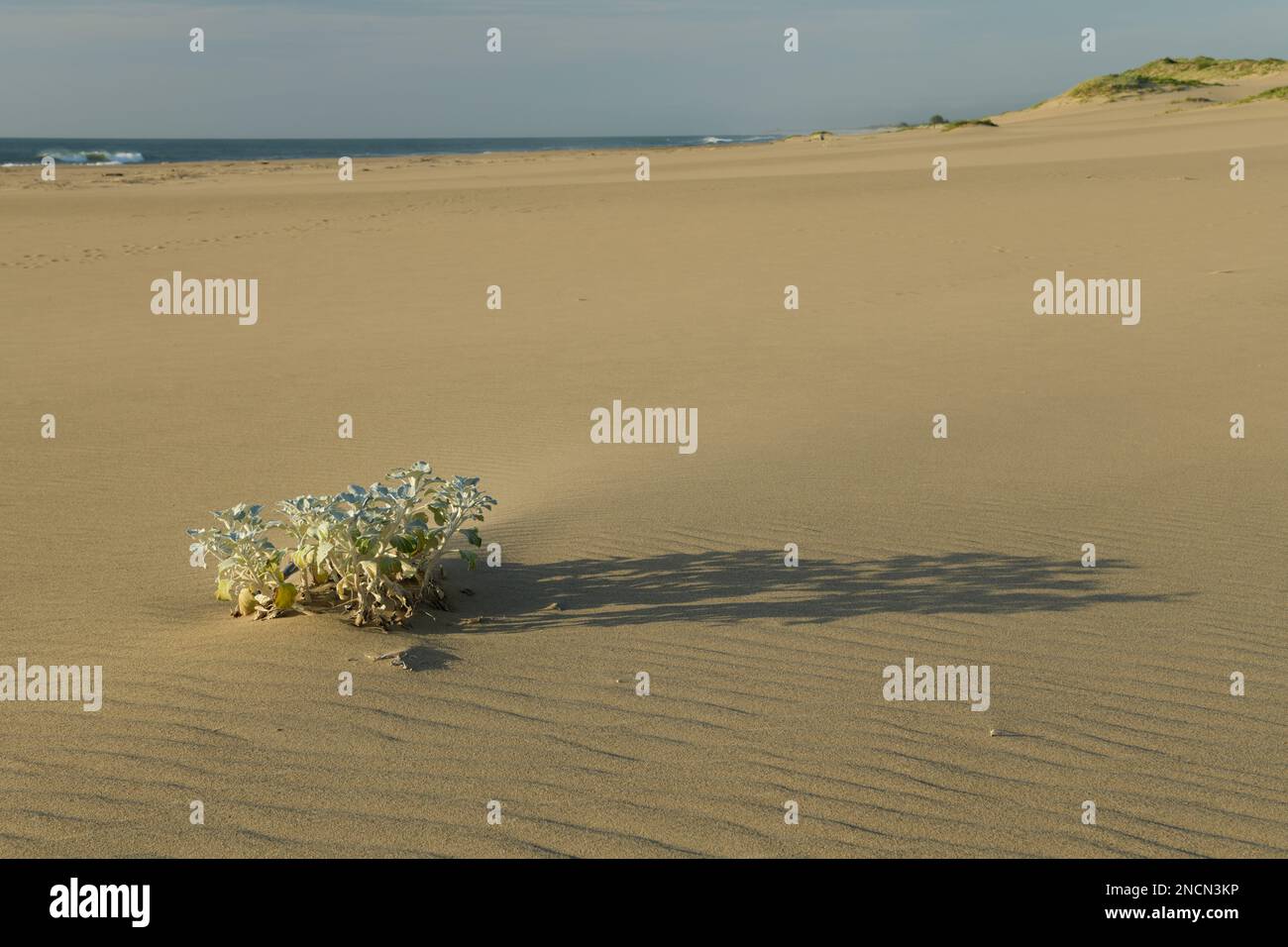 Beautiful natural life, pioneer beach plant, Sea Pumpkin, Arctotheca populifolia, coastal dune plants, minimal landscape, seashore ecology, growth Stock Photo