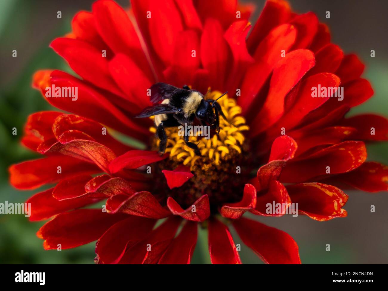 A closeup of bee sipping nectar from red flower Stock Photo