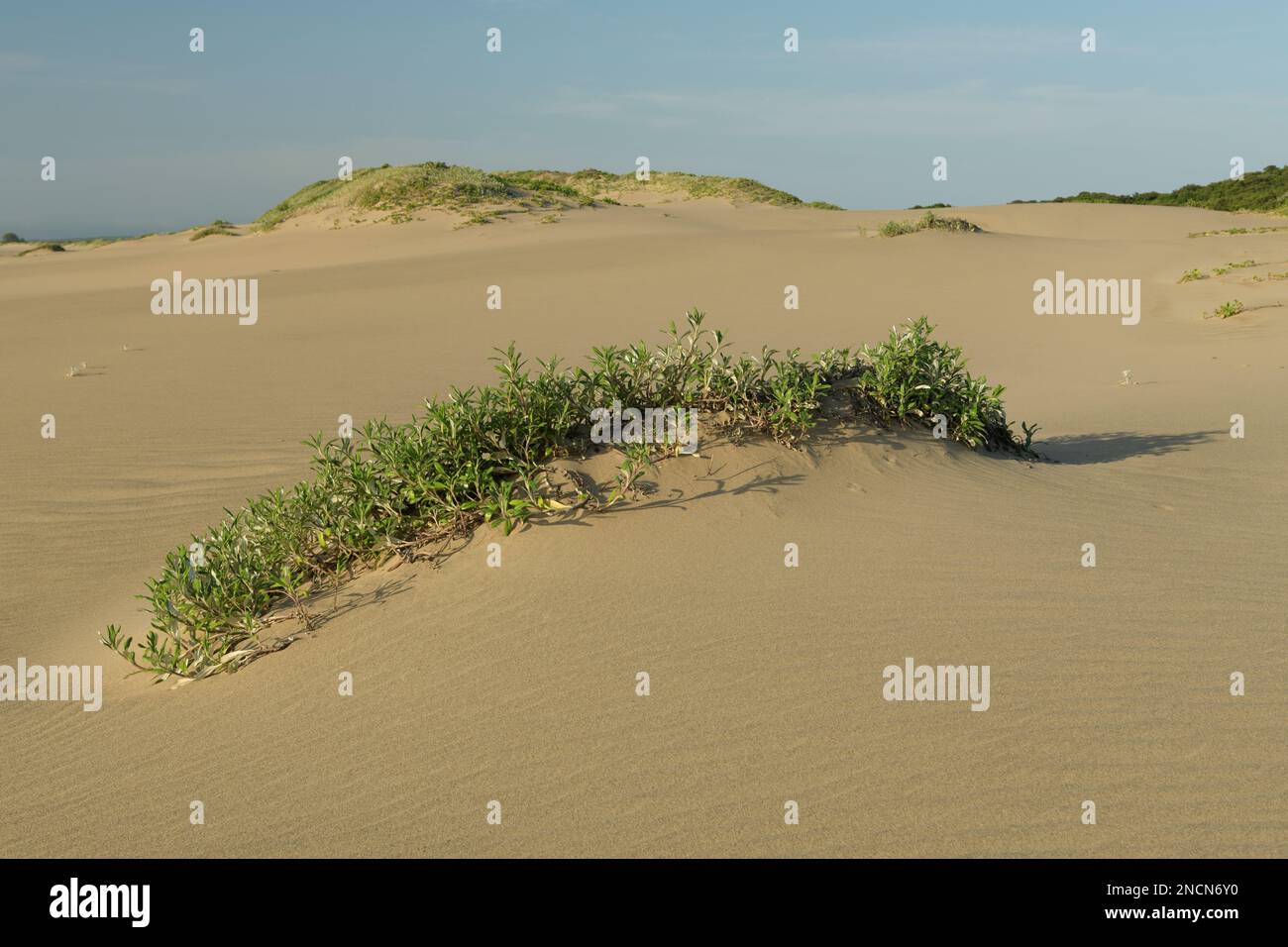 Beautiful pioneer plant growing on beach dune, Common Gazania, Gazania krebsiana, Muntanzini, South Africa, beauty in nature, minimal landscape Stock Photo
