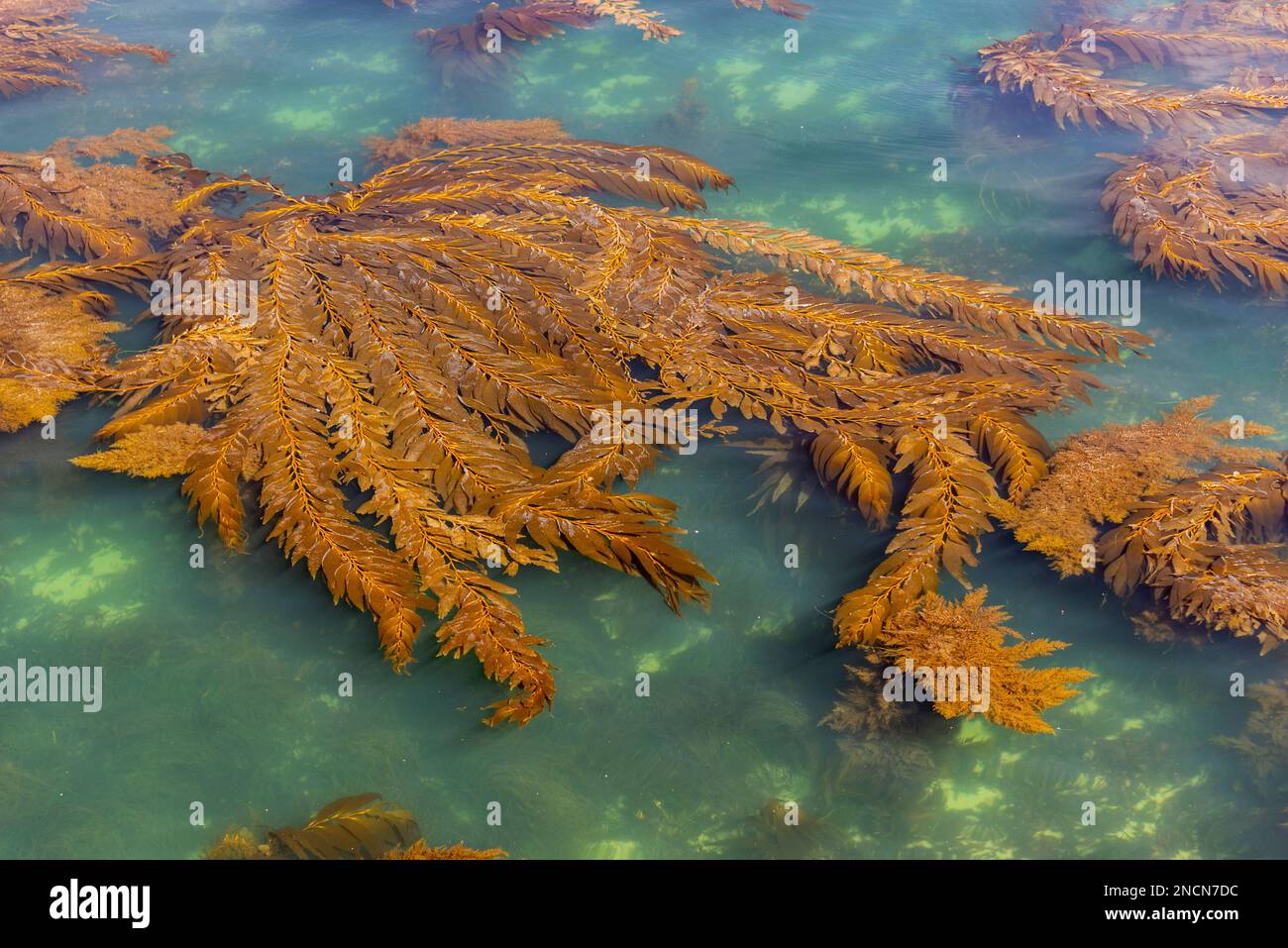 Brown sea algae, macrocystis pyrifer, growing near shore at Cannery Row, Monterey Bay California. Stock Photo