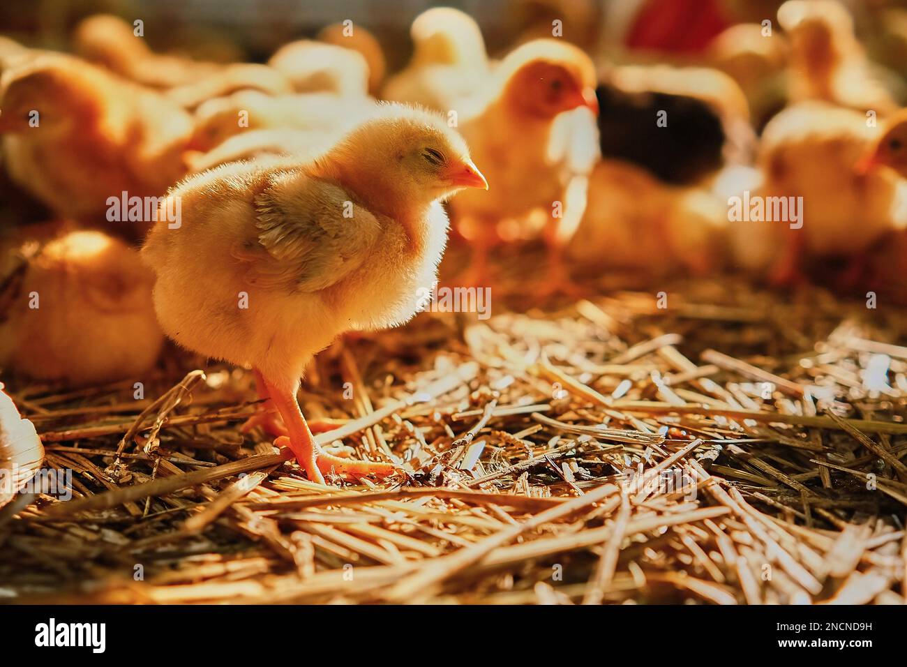 Group of colorful baby chicken sleeping on straw bed farm factory production sun shine Stock