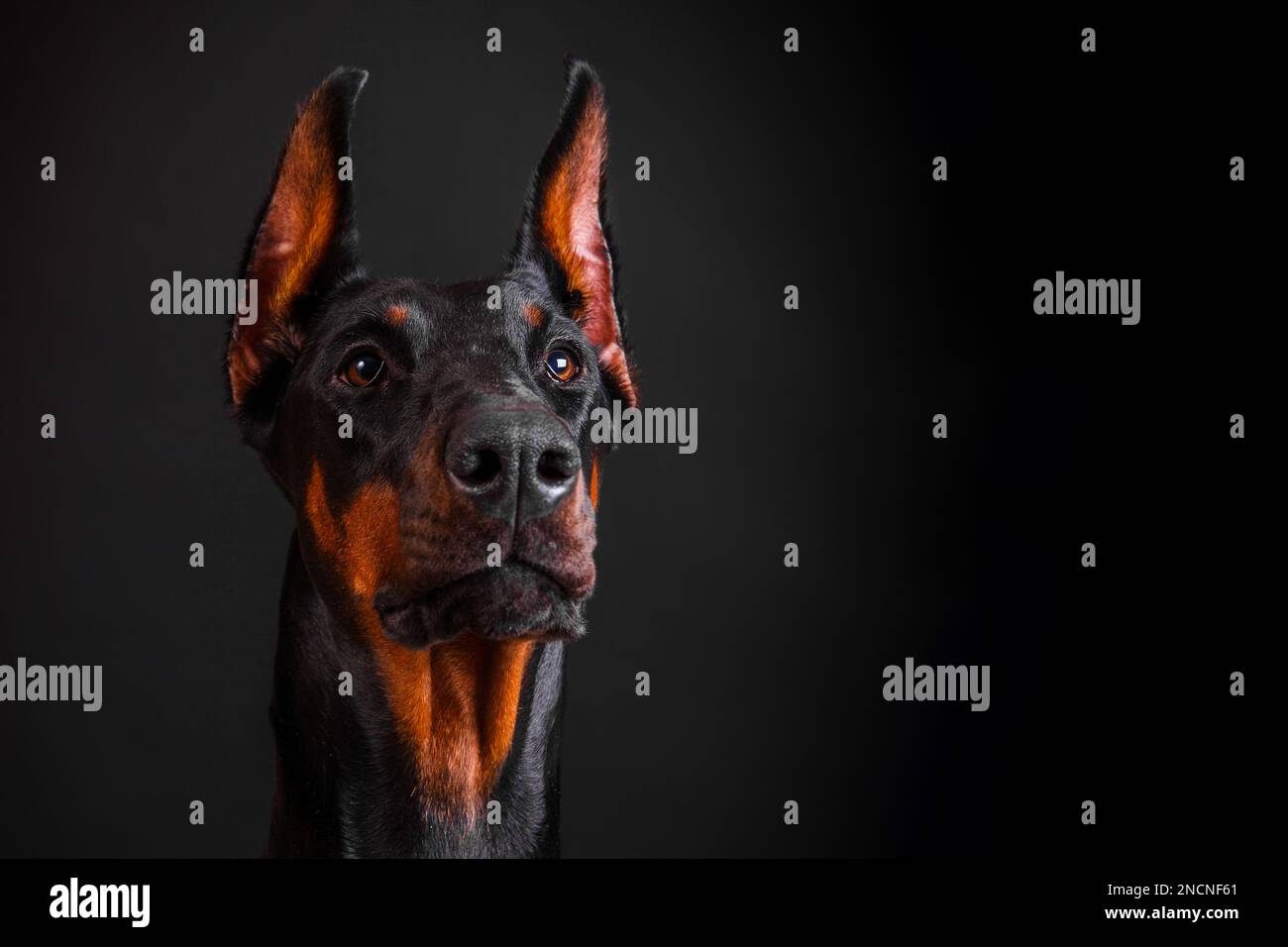 doberman dog close-up on a dark background Stock Photo