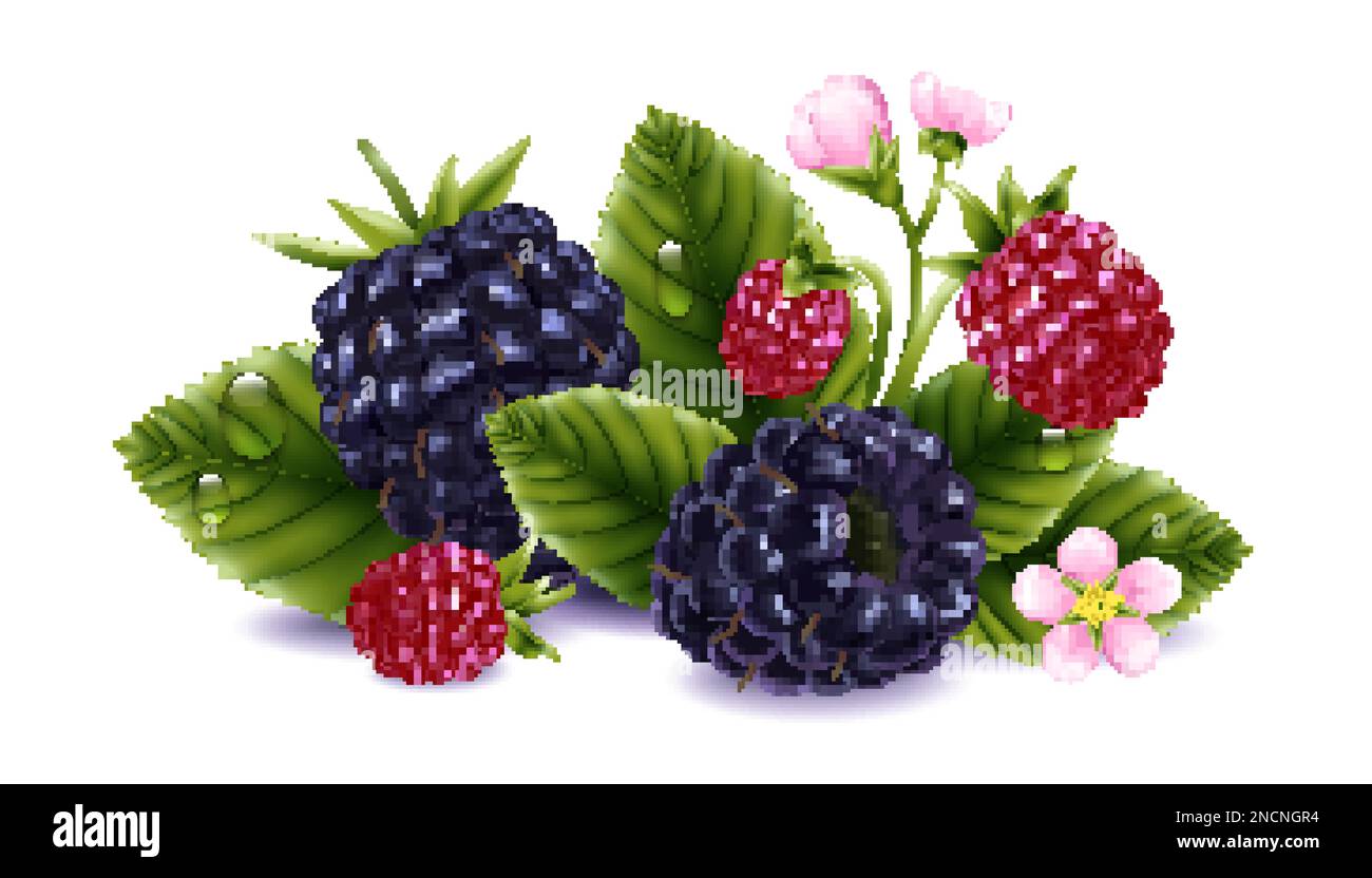 Under Ripe Blackerry Blackberry realistic composition with ripe and underripe berries ...