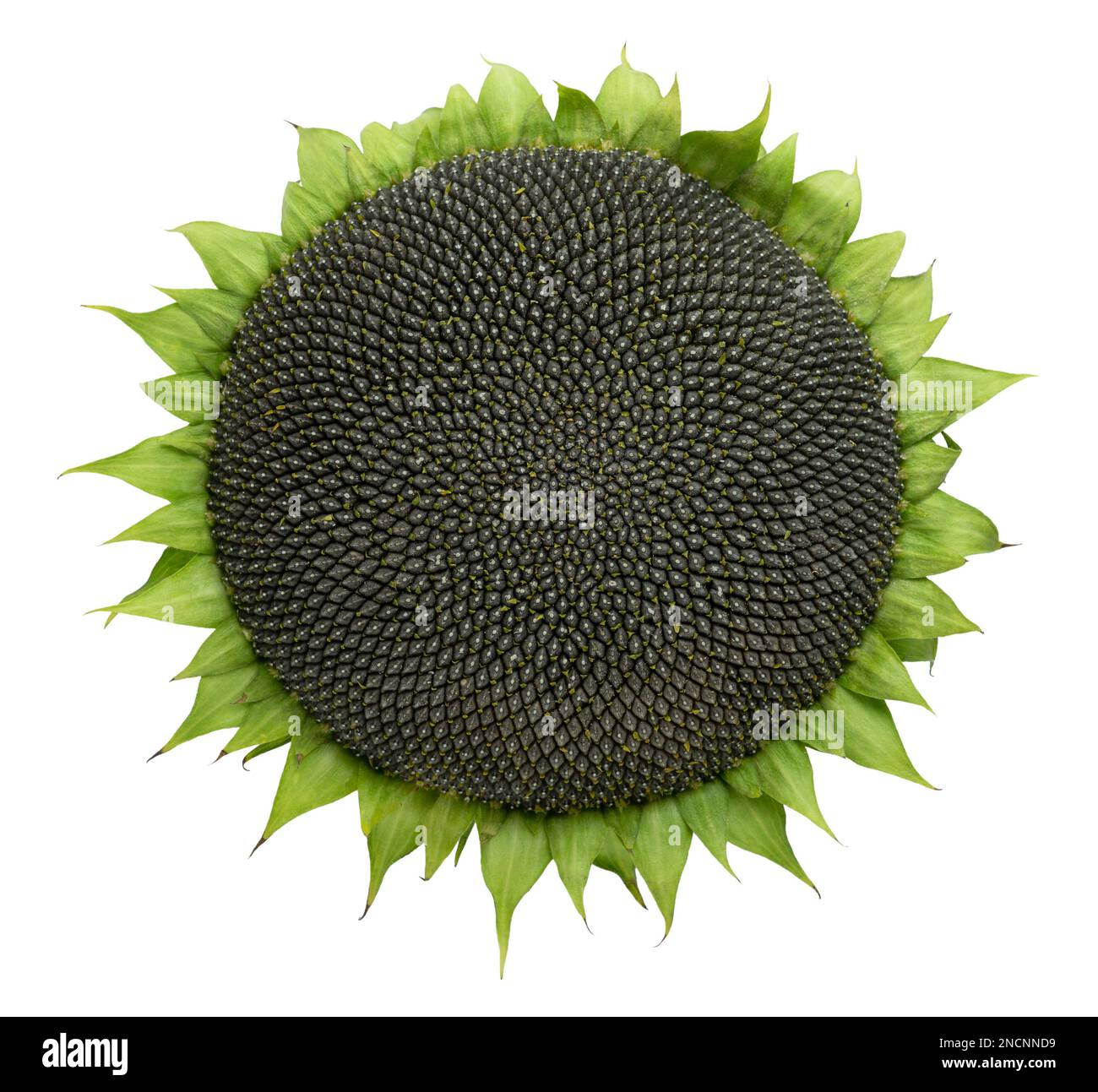 Sunflower with black seeds isolated on white background with clipping ...