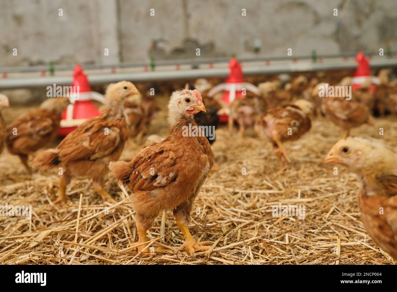 young red pullet Chicken poultry for meat egg production straw bedding