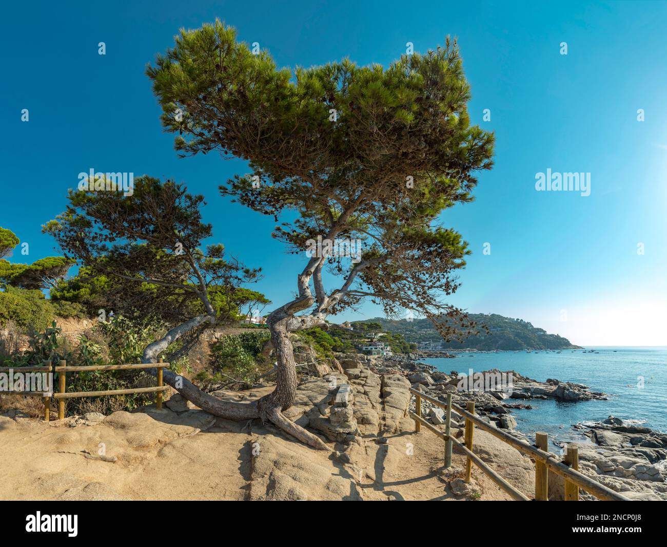 Lonesome pine hires stock photography and images Alamy
