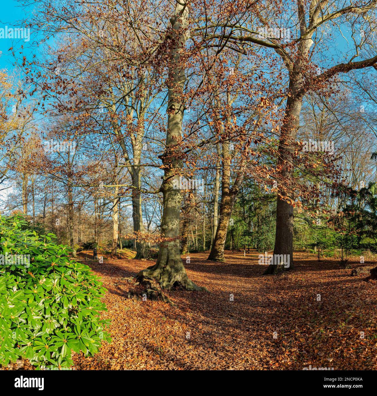 The Schaap en Burch estate, natural monument Stock Photo Alamy