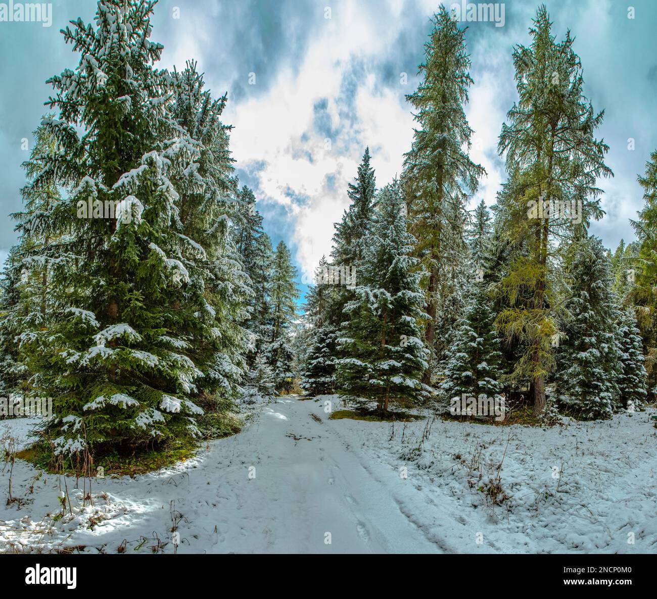 Forest Ranch Snow The first snow in the forest hi-res stock photography and images - Alamy