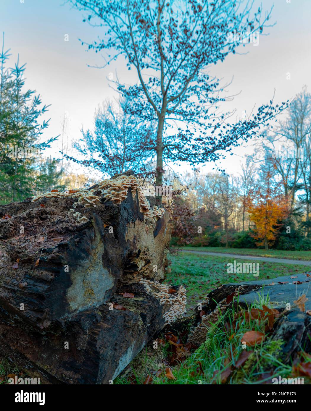 The Schaap en Burch estate, natural monument Stock Photo Alamy