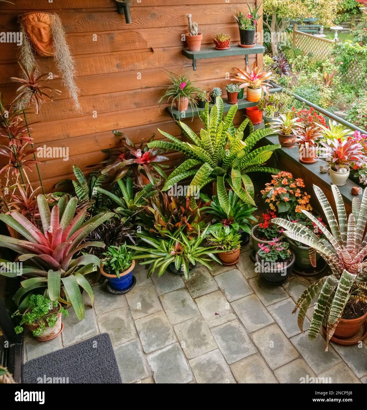 Patio potted plants in apartment garden of bromeliads. Stock Photo