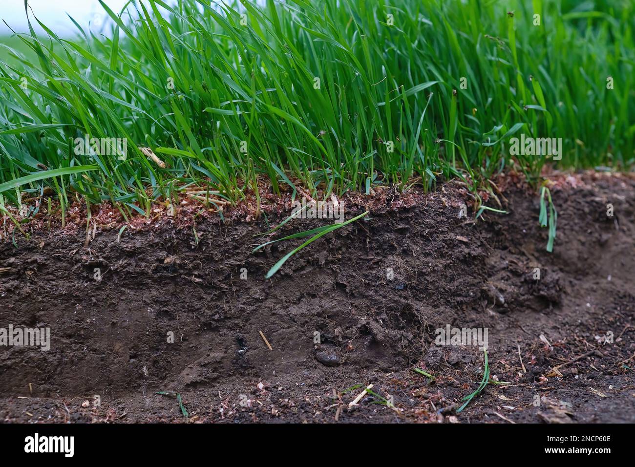 Cross section of lawn showing green grass roots at ground level black