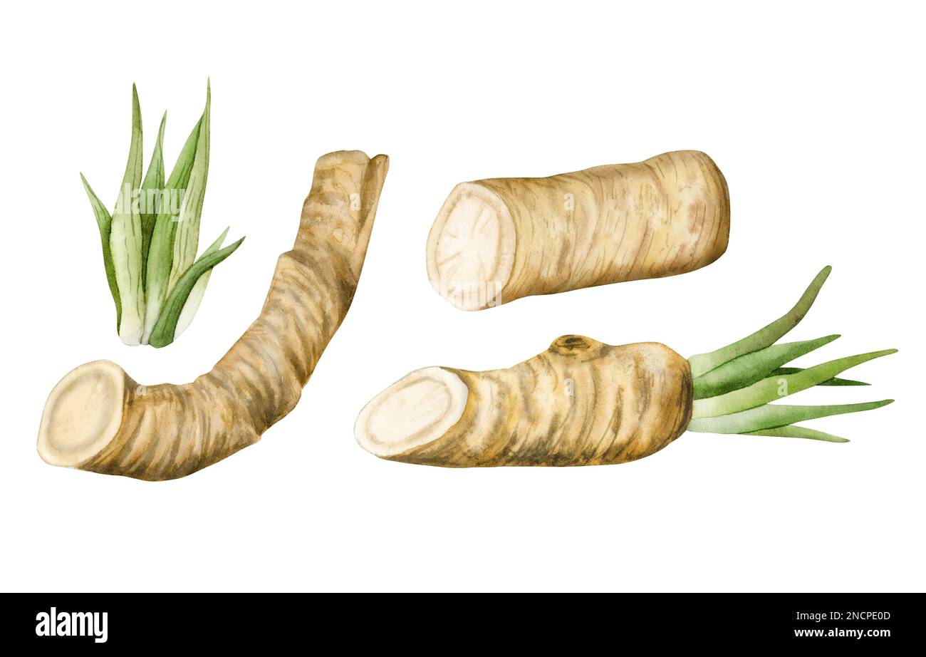 Watercolor horseradish roots illustration set. Botanical drawing of organic vegetable, raw plant, vegetarian food isolated on white background Stock Photo
