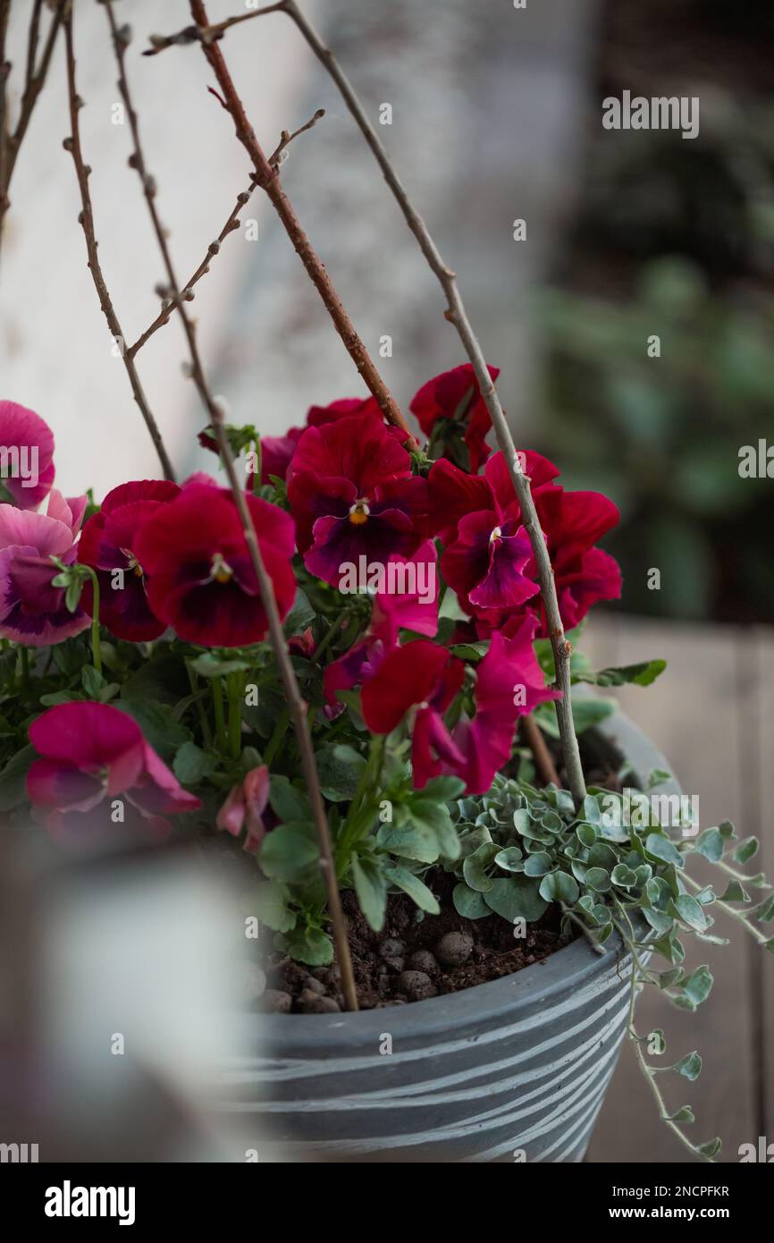 Spring door decorations, red pansies with dichondra and sticks Stock Photo