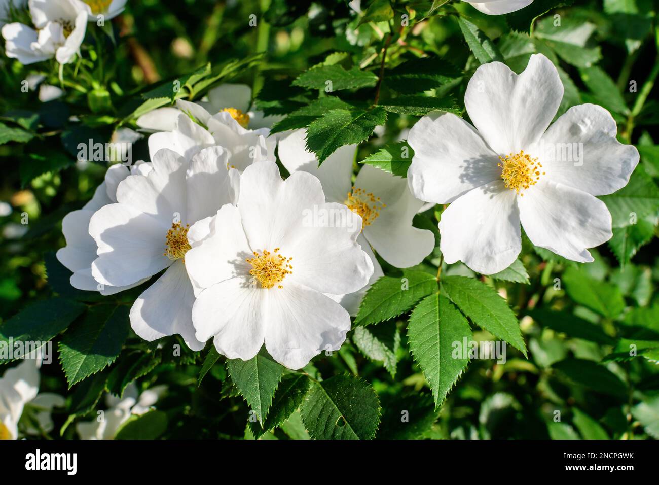 Delicate white flowers of Rosa Canina plant commonly known as dog rose