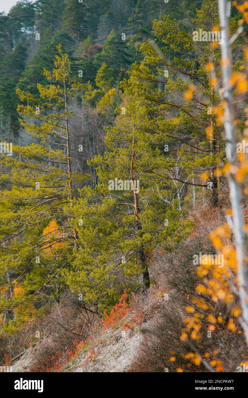 Forest surrounded dense trees hi-res stock photography and images - Alamy