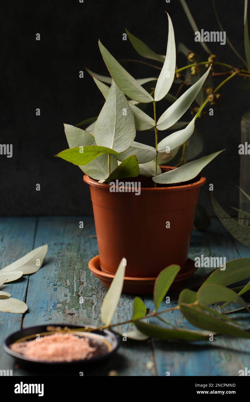 Cuttings of eucalyptus shoots with rooting agent powder on a wooden