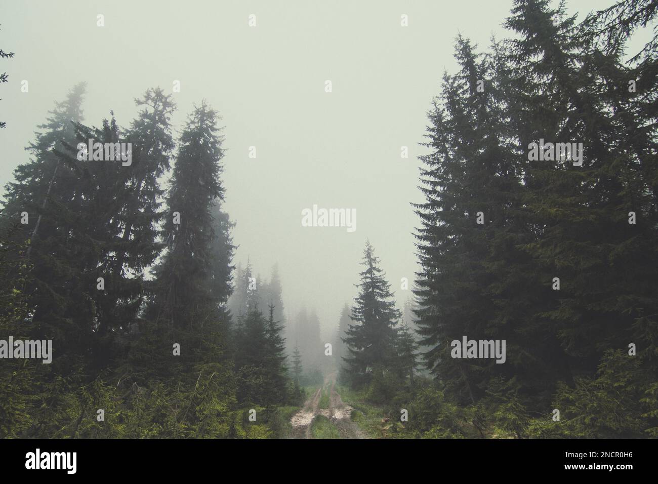 Foggy forest landscape trail dark hi-res stock photography and images ...