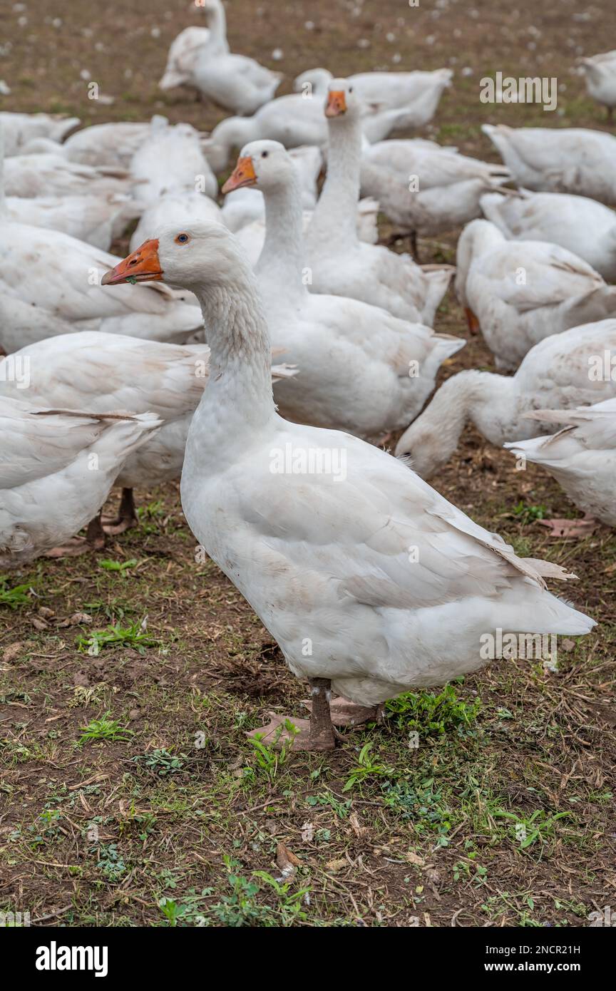 Close-up group of white Ducks, Geese on a farm looking for food Stock Photo