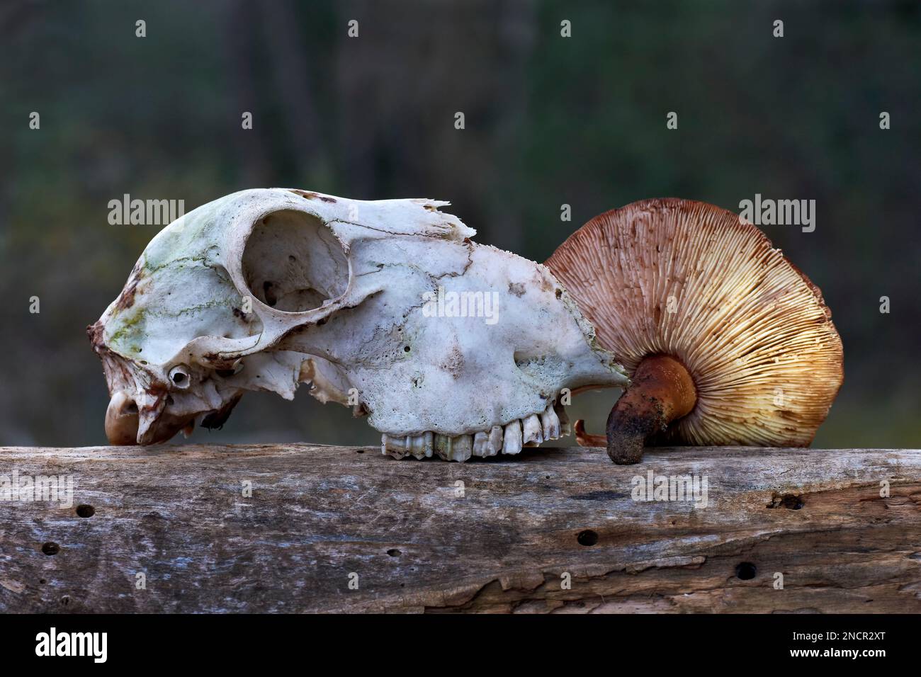 Natural performance with sheep skull and Russula mushroom. La Serranía. Comunitat Valenciana. Stock Photo