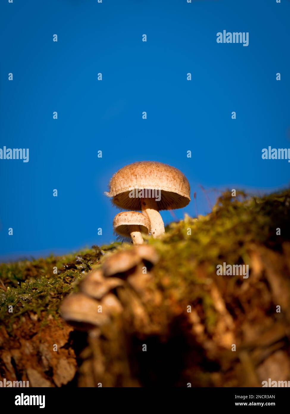 Mushrooms grow on a tree stump Stock Photo Alamy