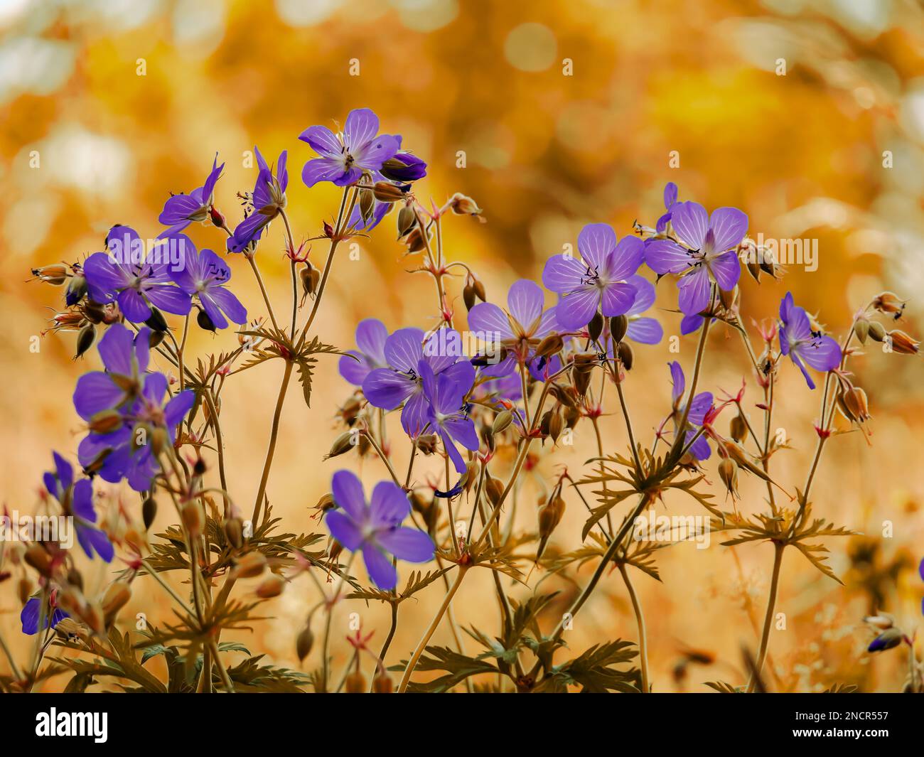 Beautiful purple summer flowers hi-res stock photography and images - Alamy
