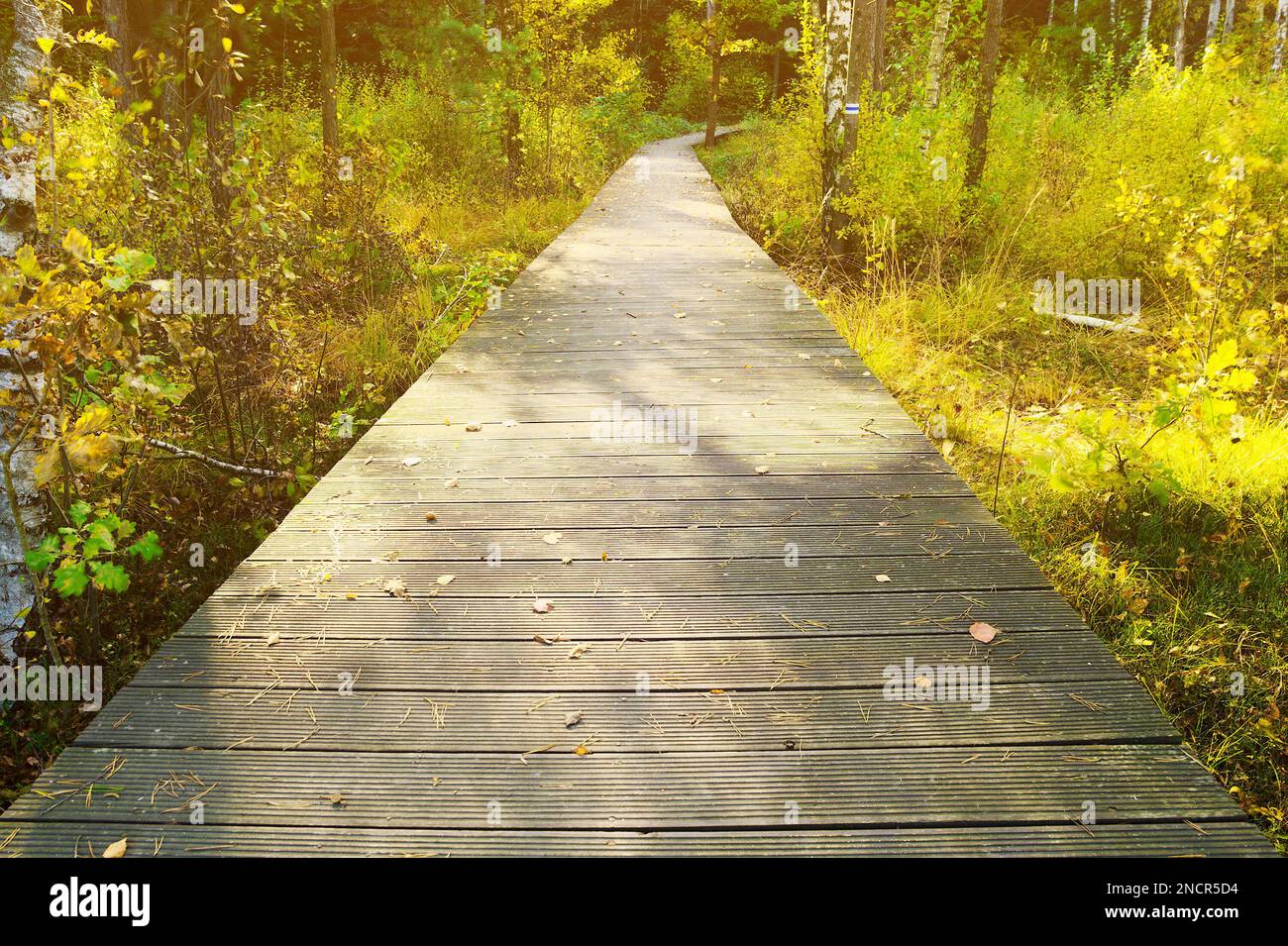 Wooden pathway through the sunny autumn forest. Swietokrzyskie Mountains, Poland. Stock Photo