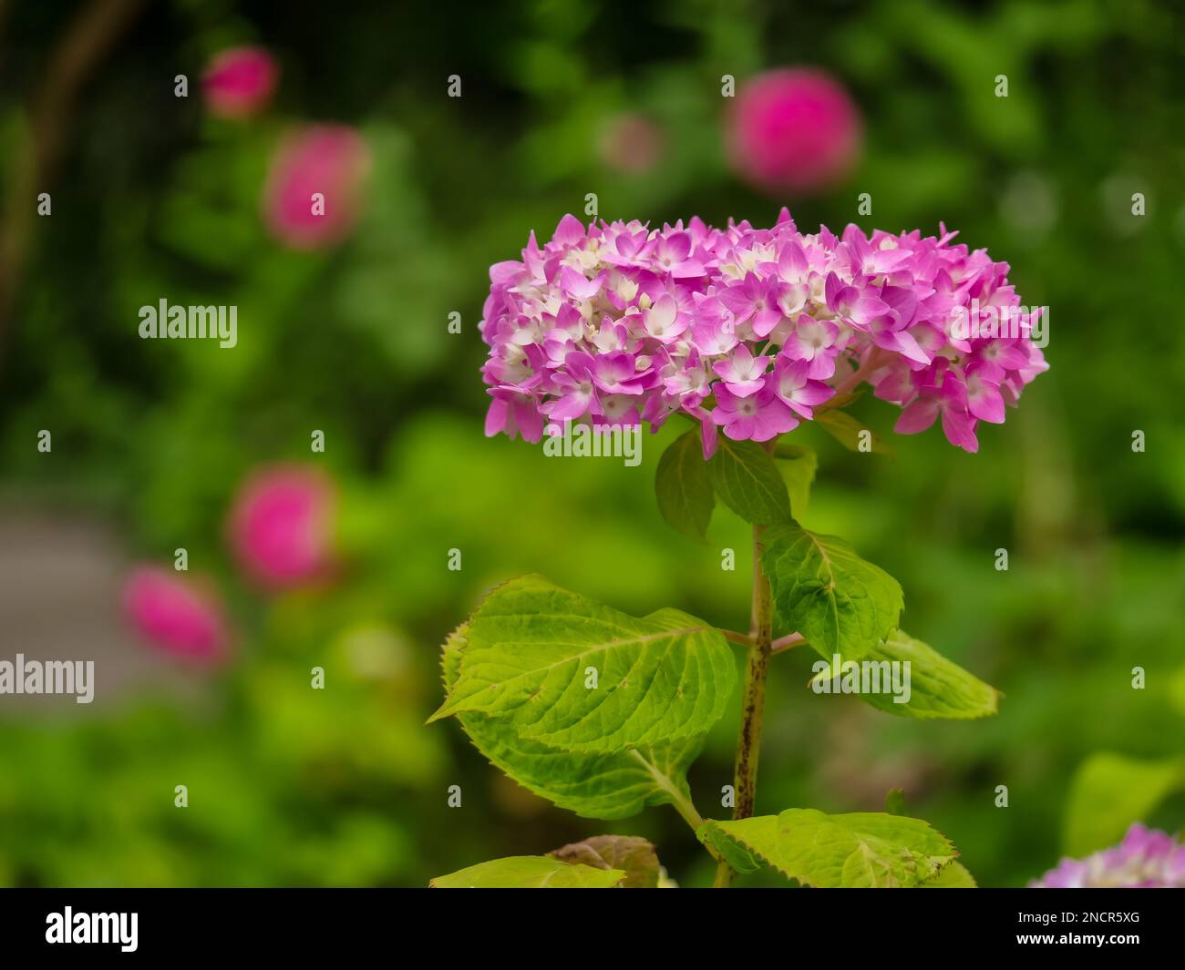 The pink flower on mother´s day Stock Photo Alamy