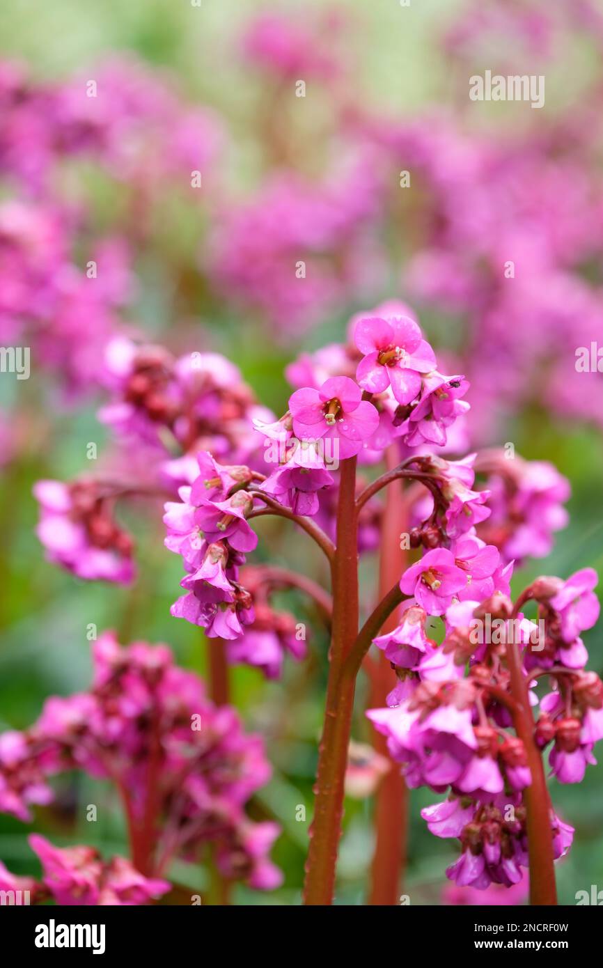 Bergenia cordifolia Eroica, elephant's ears Eroica,  evergreen perennial, purple-pink flowers on tall, red stems, Stock Photo