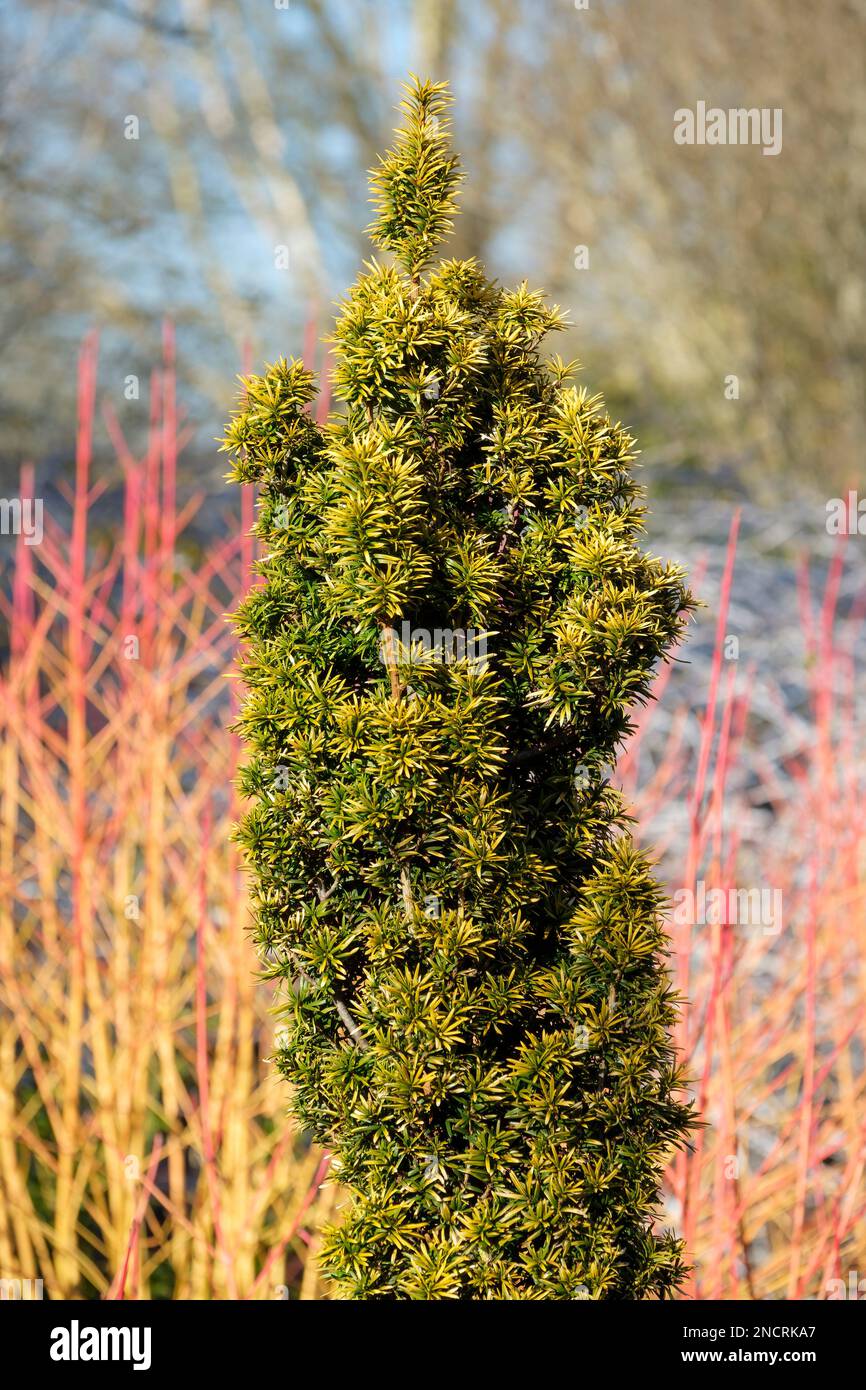 Taxus baccata Standishii, Standish Yew Tree, dwarf golden Yew tree, evergreen, decorative foliage Stock Photo