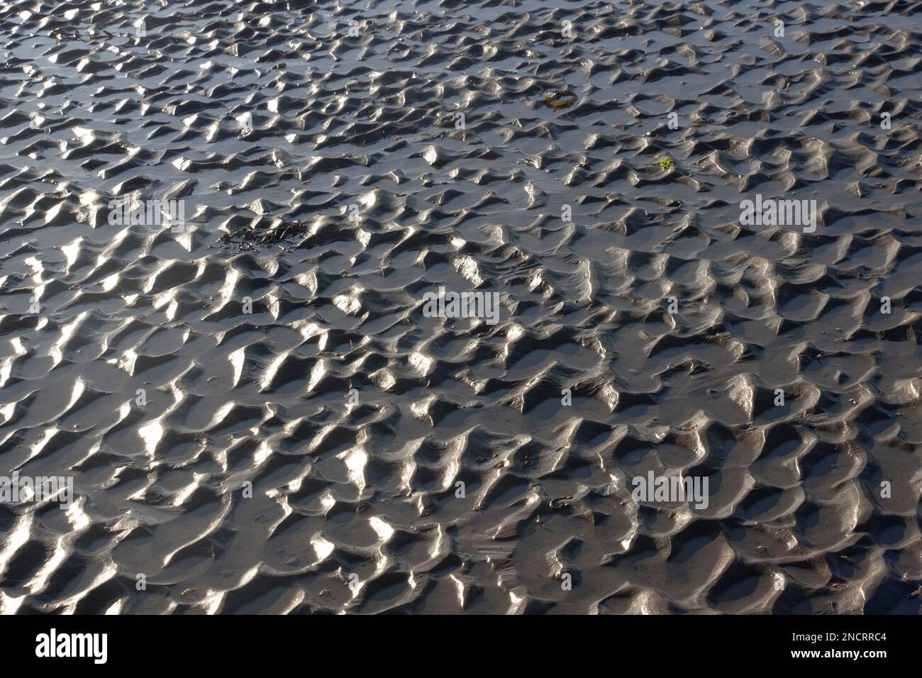 The receding tide has left ripples in the sand, created by the flow of water. Looking like miniature sand dunes, they sometimes fossilize. Stock Photo