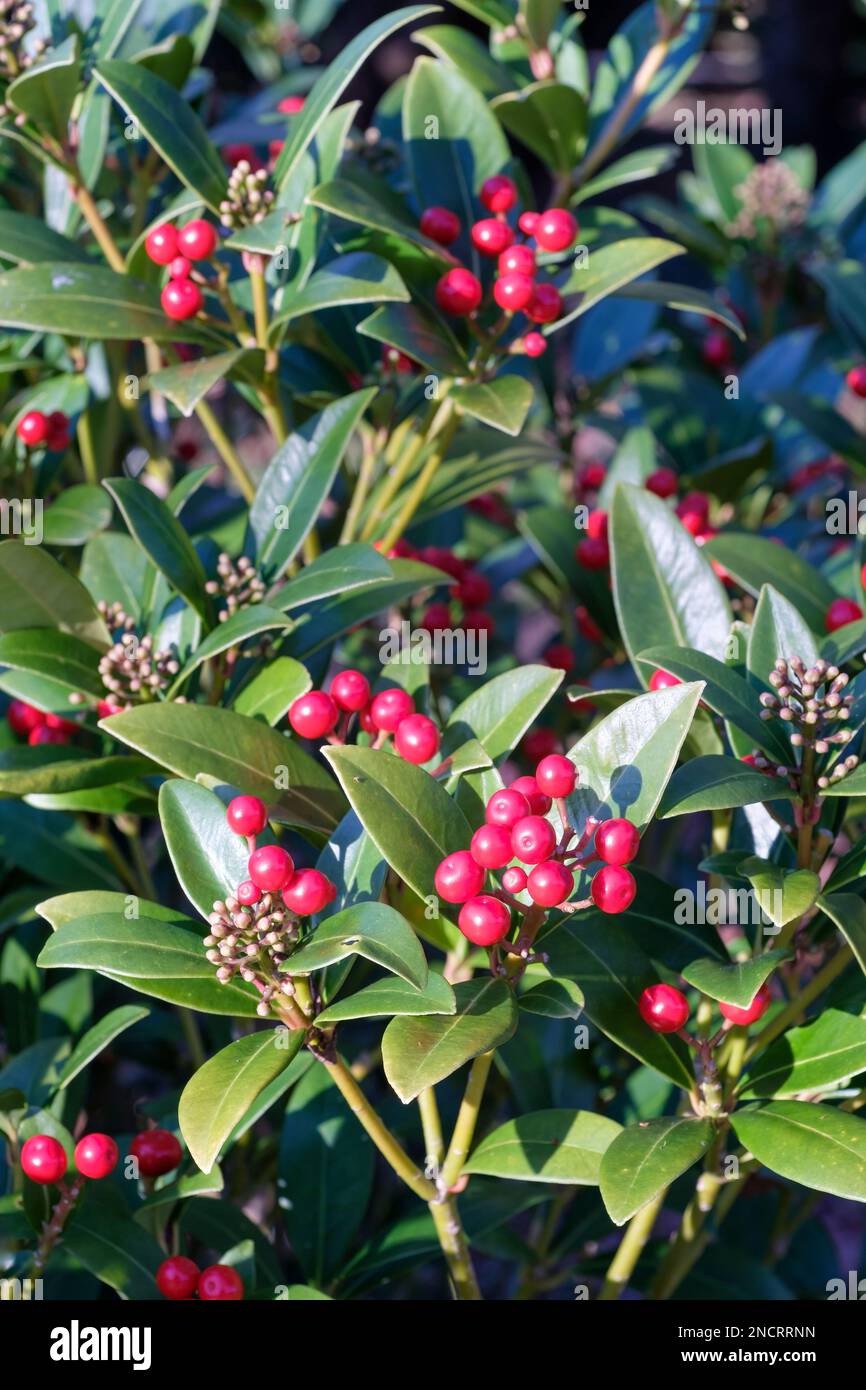 Skimmia japonica Nymans,  evergreen shrub, clusters of small white flowers, bright red berries Stock Photo