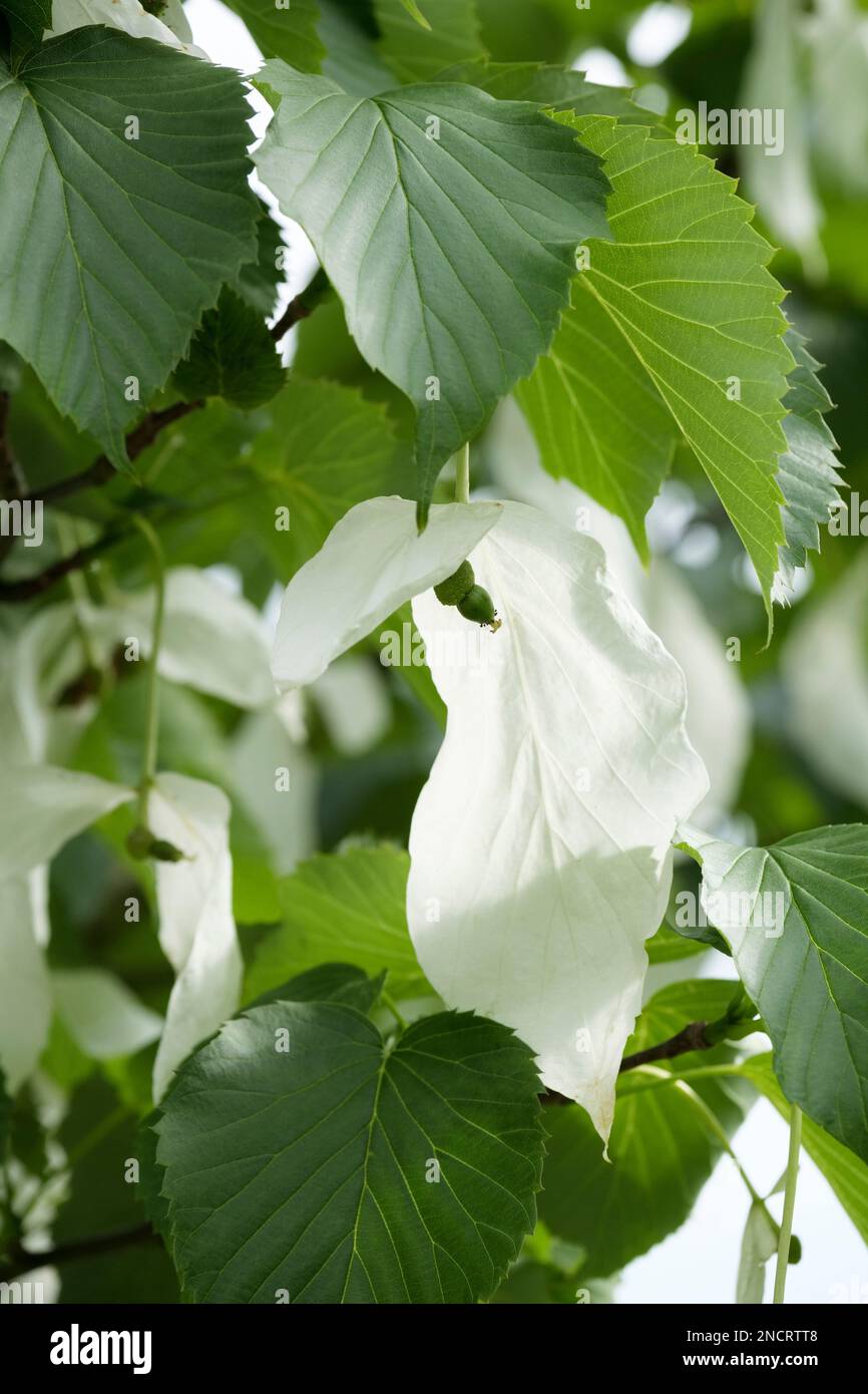 Davidia involucrata dove tree handkerchief tree hi-res stock ...