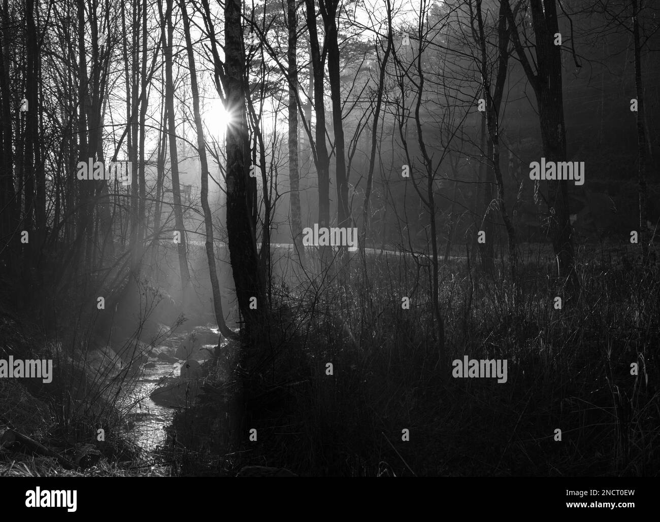 Sunbeams Black and White Stock Photos & Images Alamy