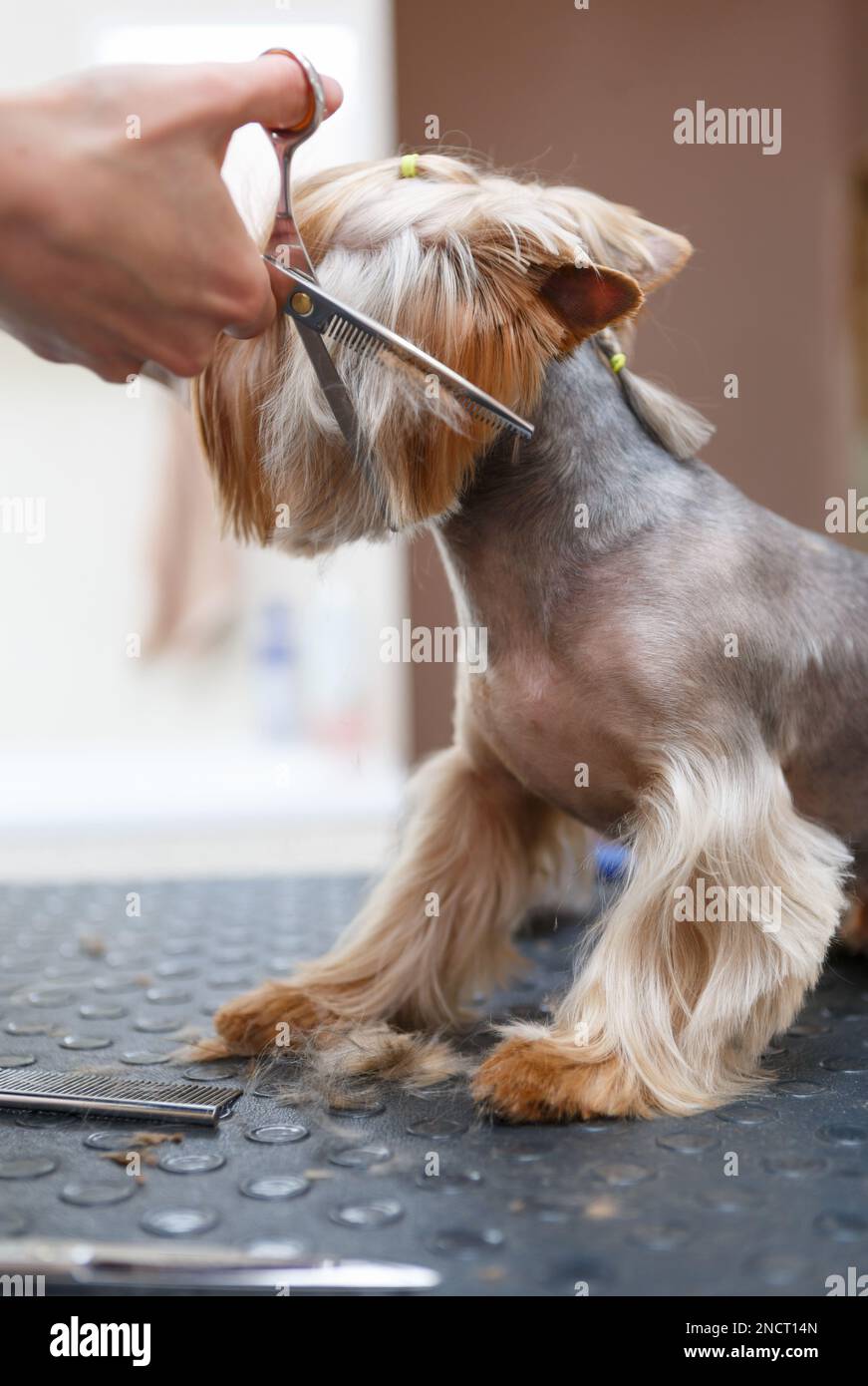 Yorkie schnauzer haircut 2025