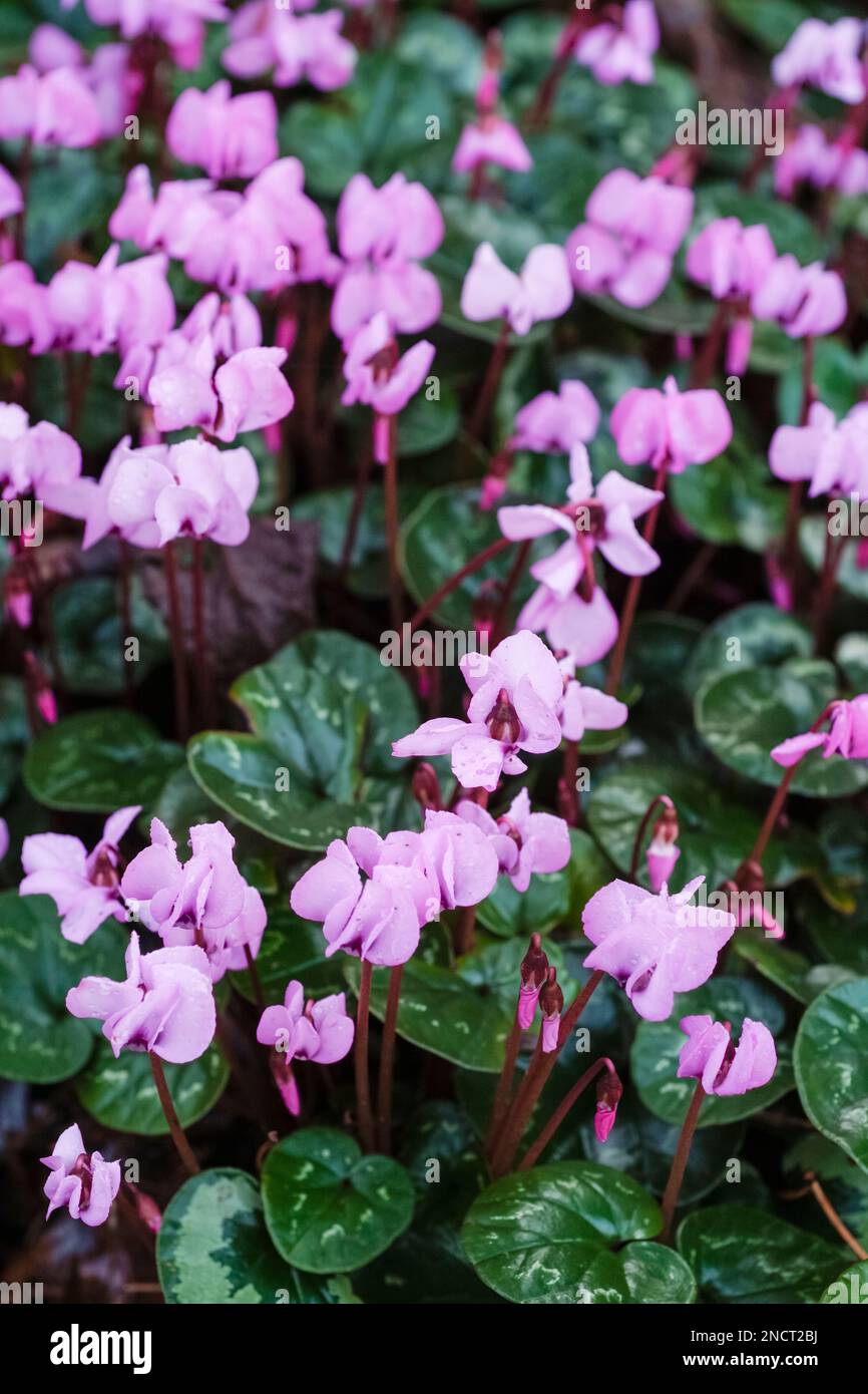 Cyclamen coum, Hardy cyclamen, perennial, silver-lined dark green leaves, pink blooms Stock Photo