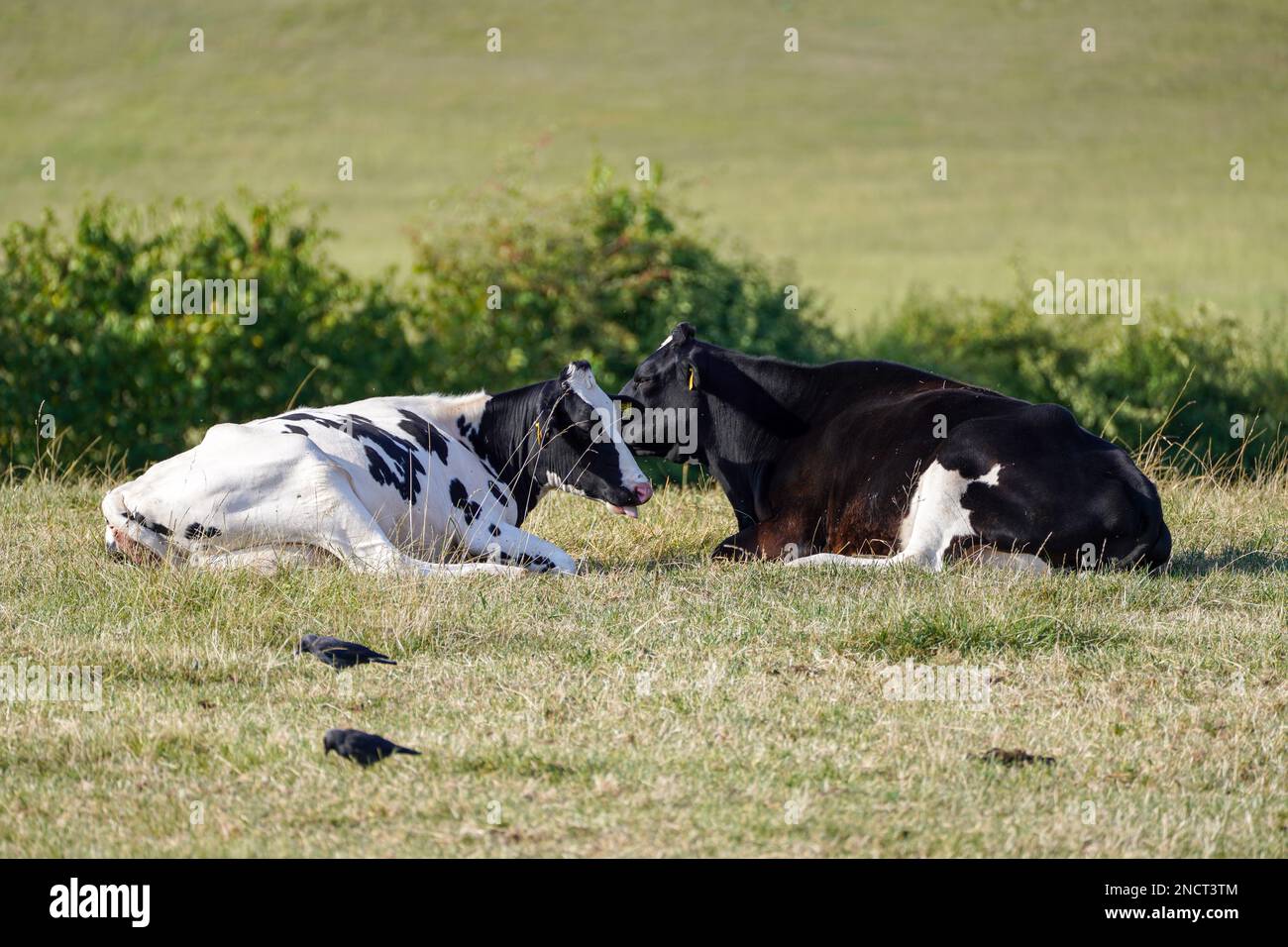 Resting cows chewing the cud in a pasture Stock Photo Alamy
