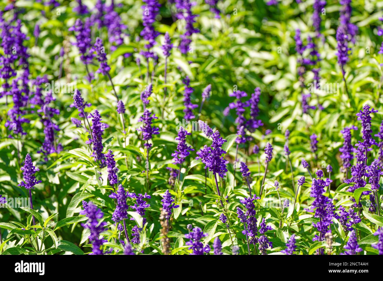 Flower bed with blooming sage. Salvia. Stock Photo