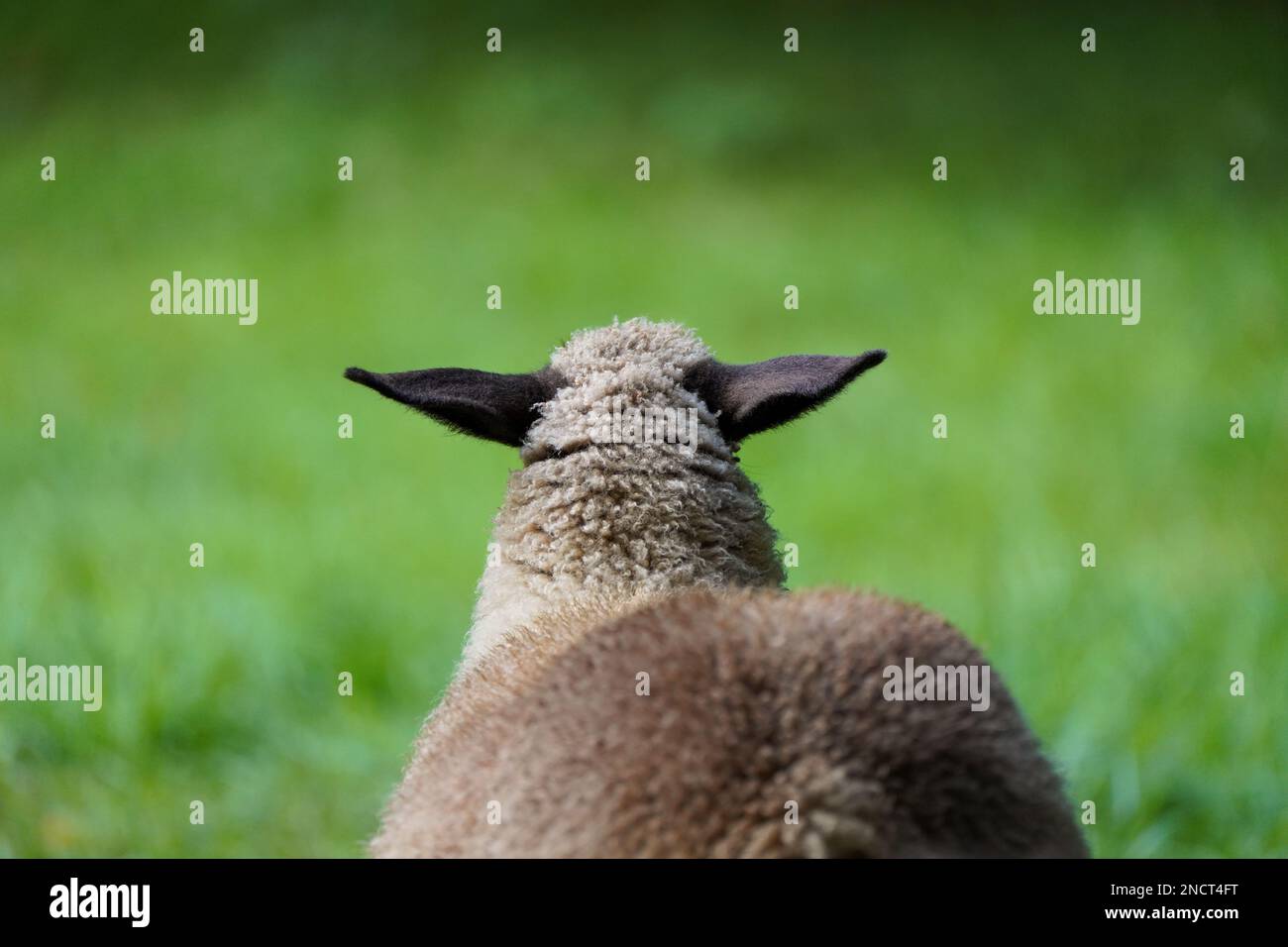 Portrait of a sheep on a green meadow. Stock Photo