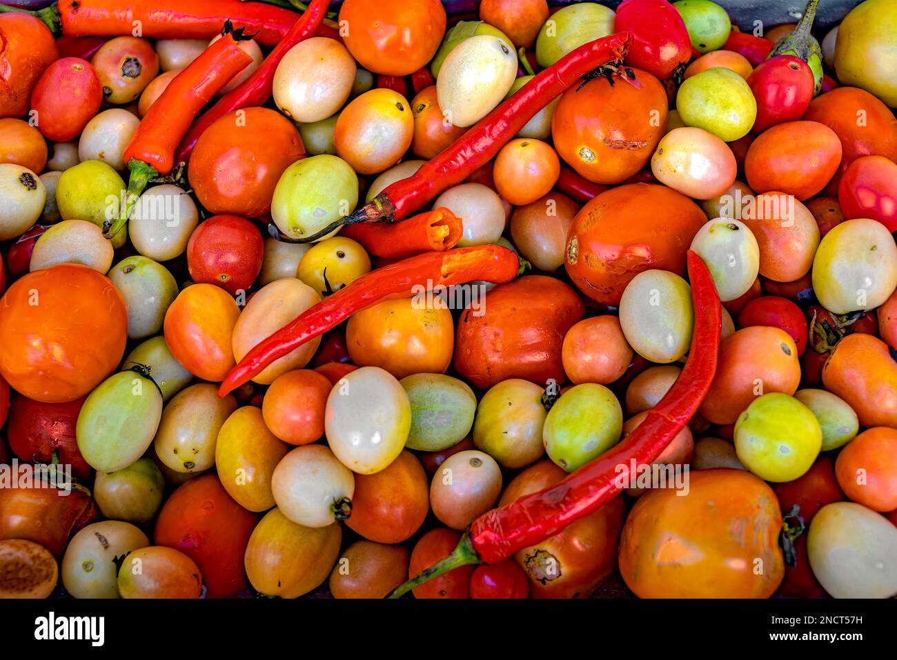 Display of colorful tomato varieties ripen and are still green with