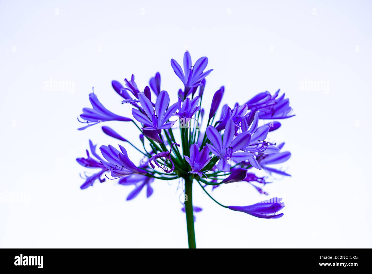 African lily close-up. Flowering plant with a large purple flower. Agapanthus. Stock Photo