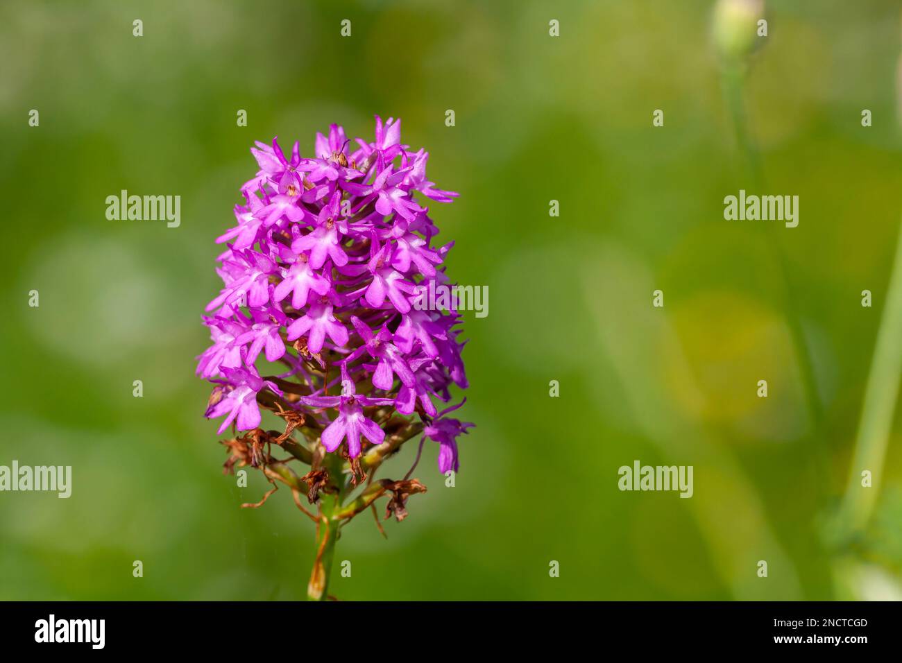 Anacamptis pyramidalis, sahlep orchid, Wildflowers of Turkey Stock