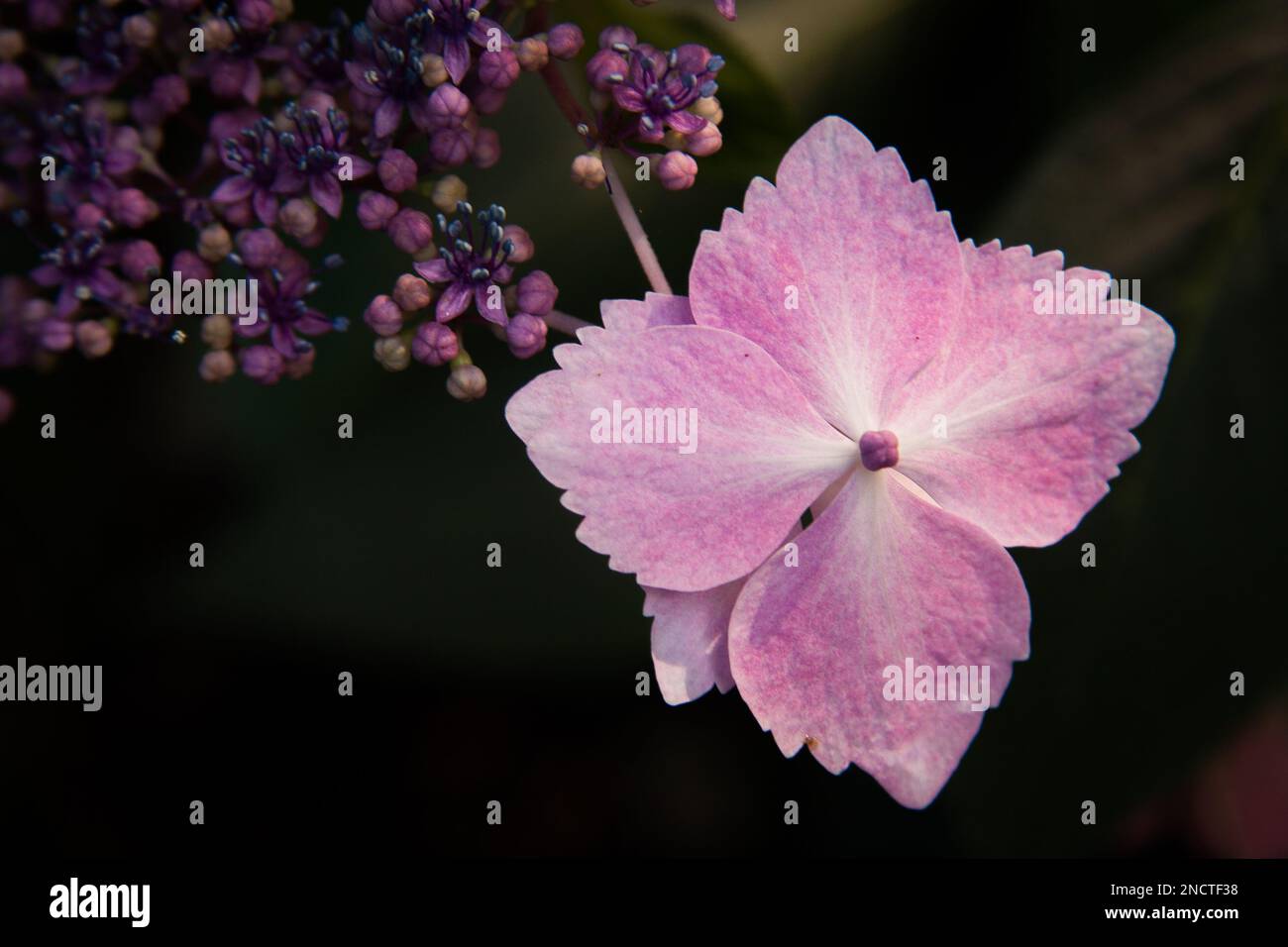 Pink lacecap hydrangea hi-res stock photography and images - Alamy