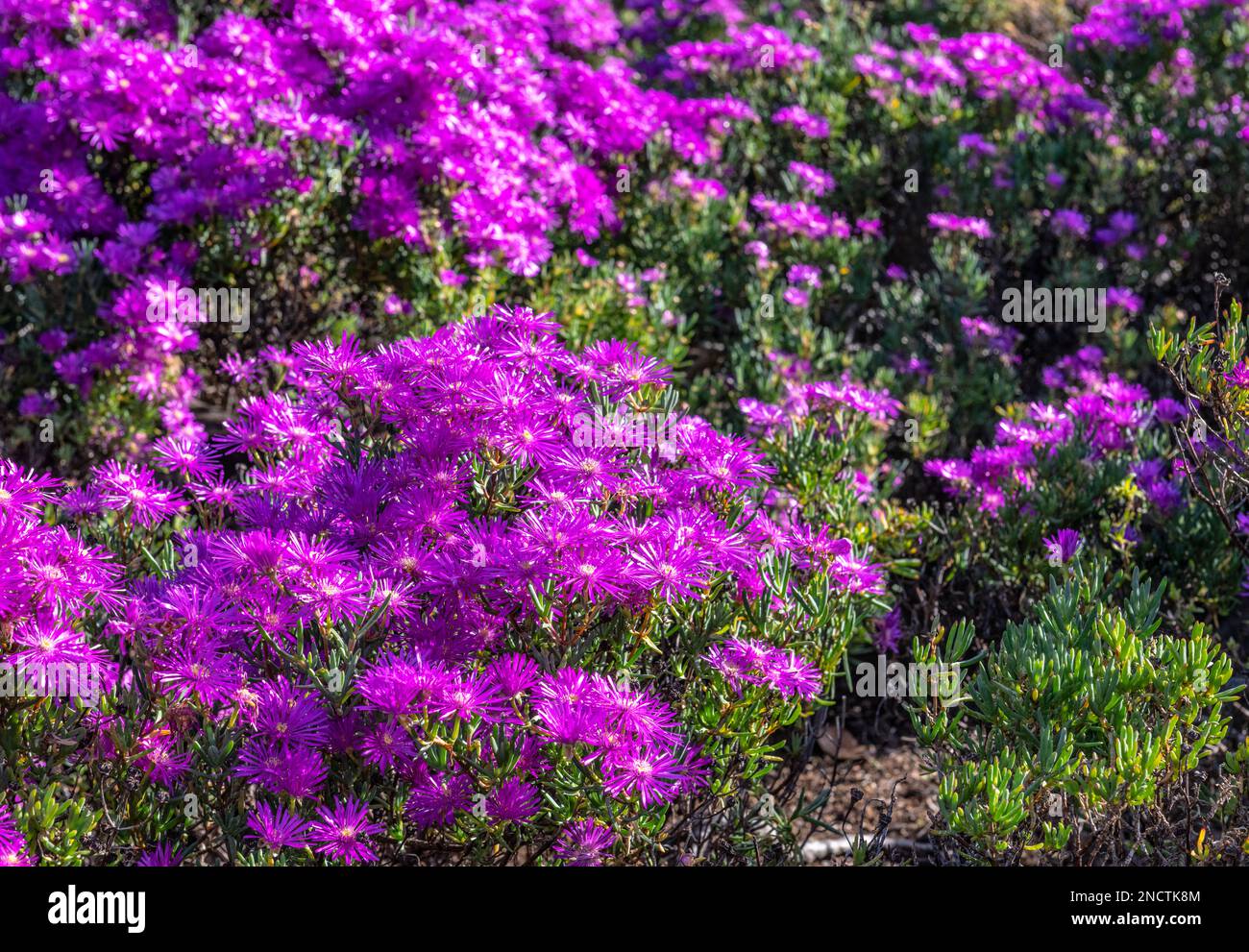 Flowers in Kirstenbosch Botanical Gardens, Cape Town, South Africa