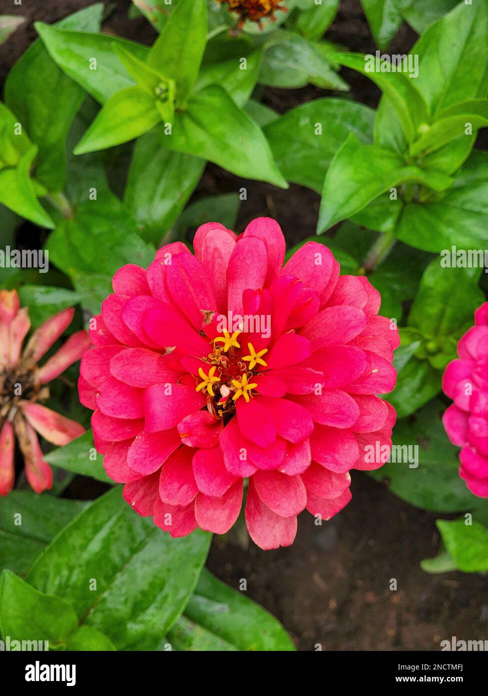 Zinnia elegans known as youthandage, common zinnia an annual