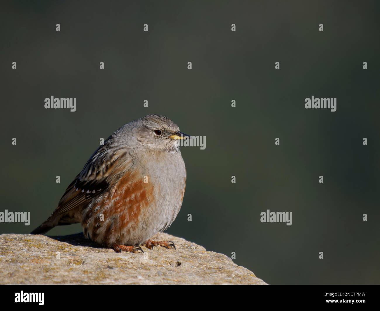 Alpine Accentor Prunella collaris Valencia, Spain BI035274 Stock Photo