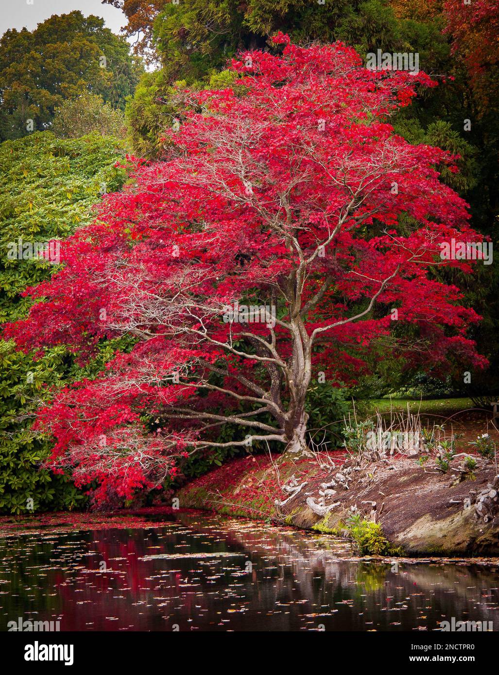 Specimen red maple tree portrait Stock Photo